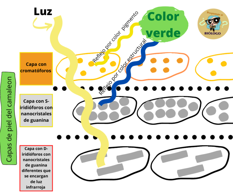 Color Estructural ¿Cómo cambian los animales de color? - Pregúntale al Biólogo