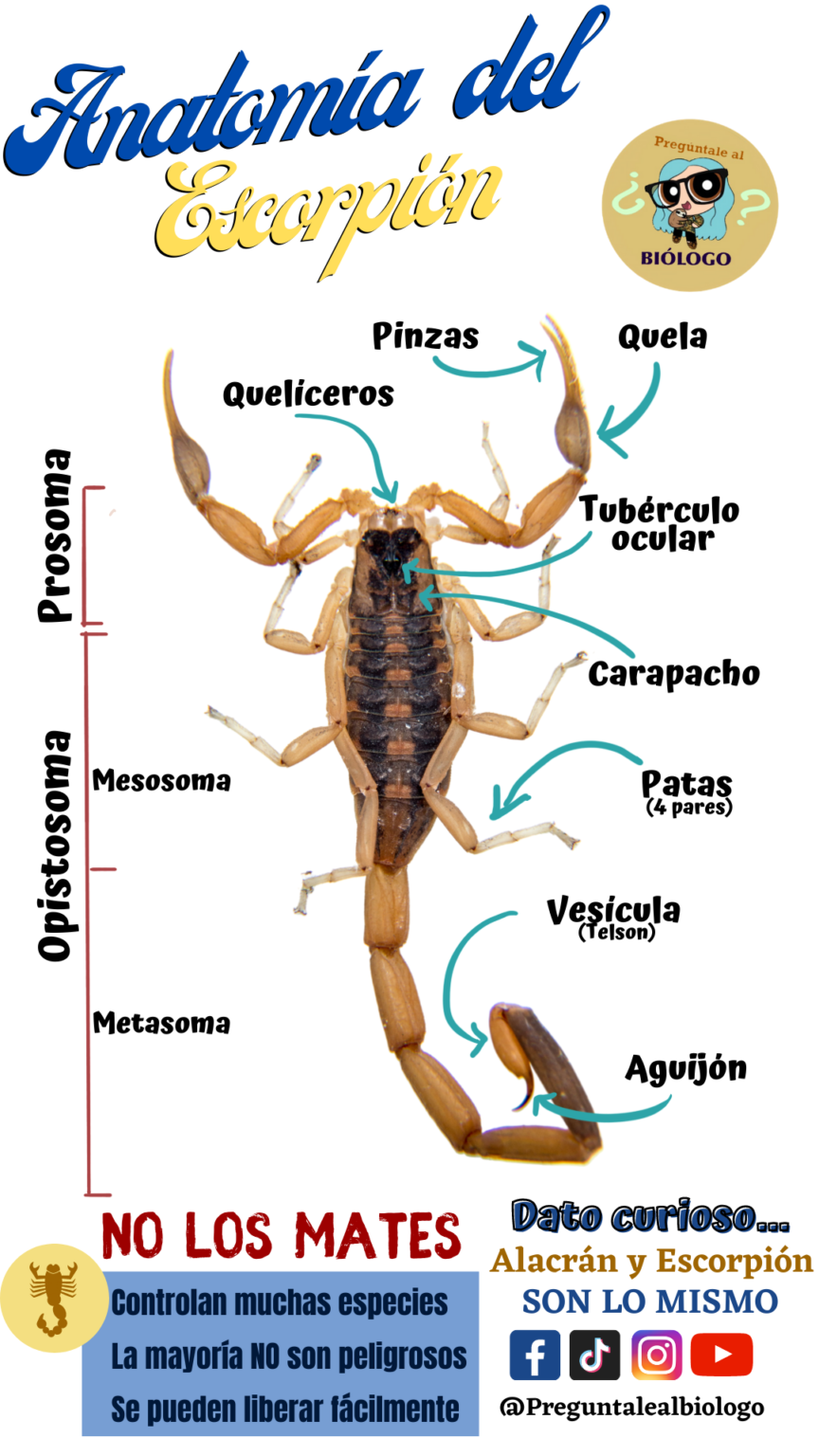 ¿Cuál es la diferencia entre Alacrán y Escorpión? ¿Realmente son ...