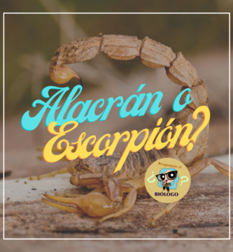 Alacrán o escorpión