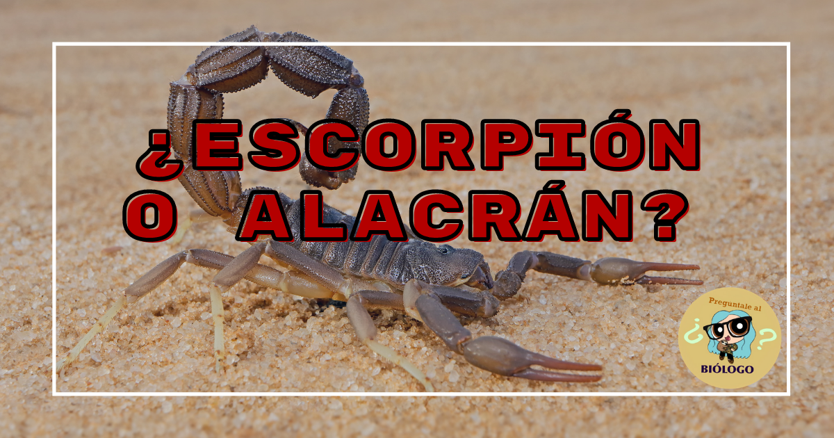 ¿cuál Es La Diferencia Entre Alacrán Y Escorpión ¿son Peligrosos