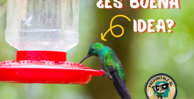 Bebederos para colibríes