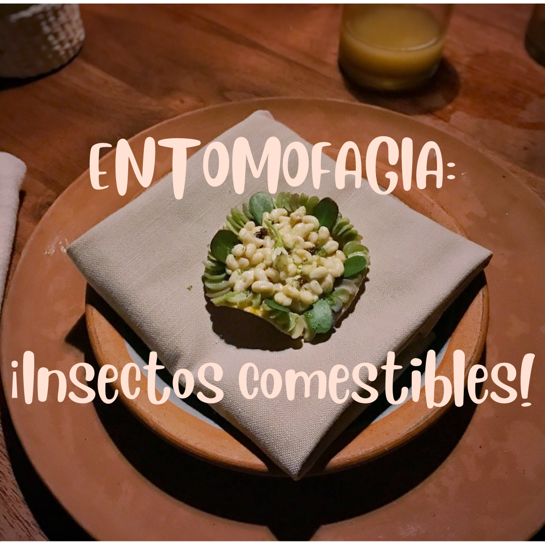 ENTOMOFAGIA: ¡Insectos comestibles! 🦗🦋🐞