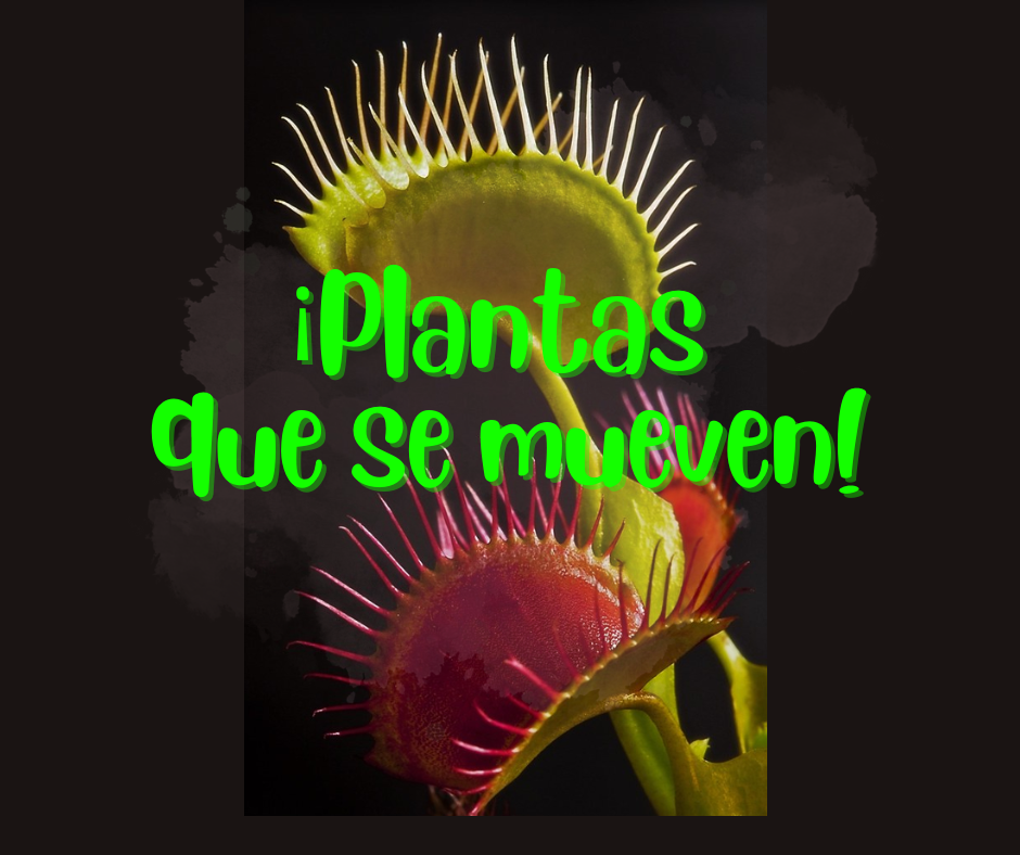 ¡Conoce a las plantas que se mueven!