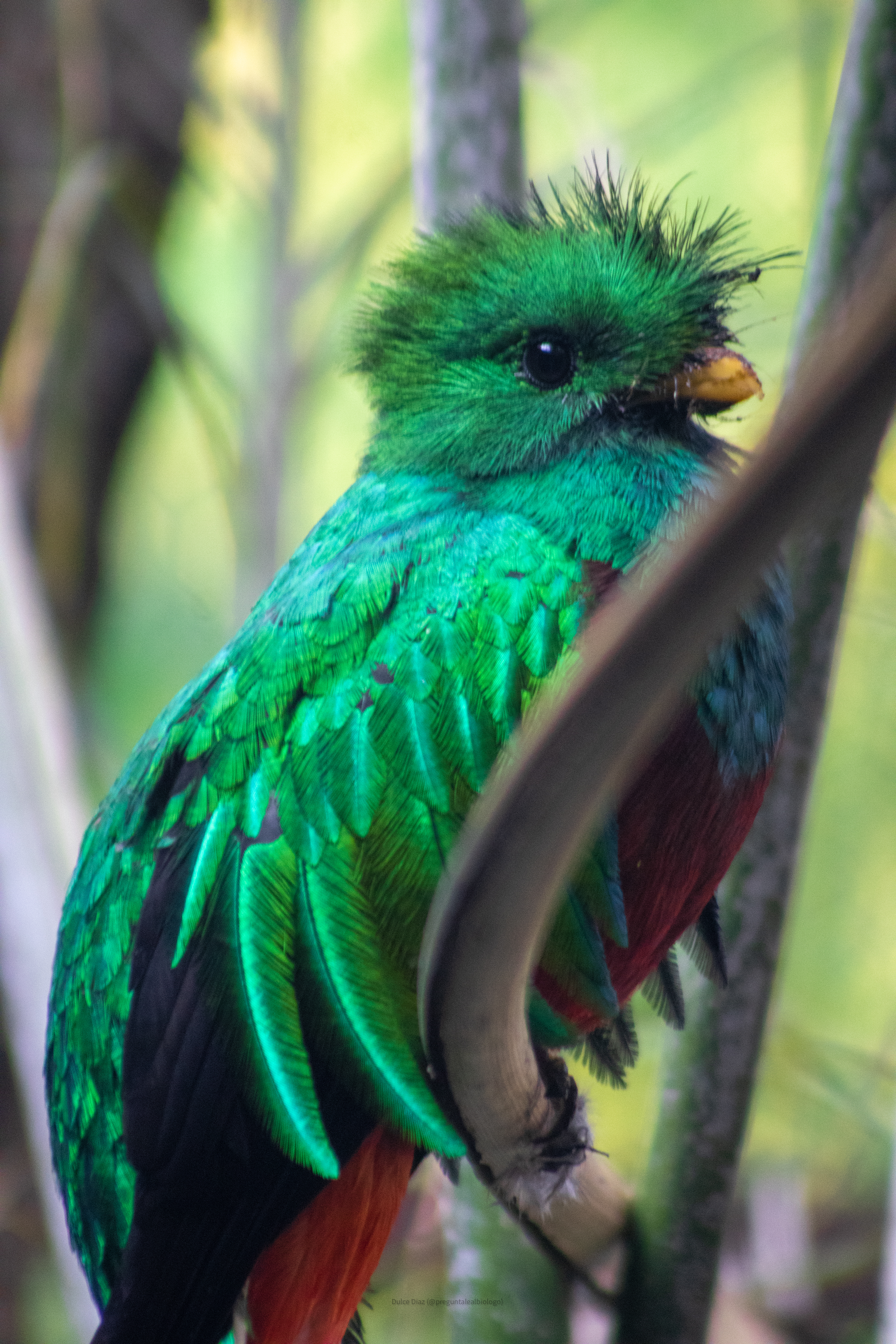 Quetzal (Pharomachrus mocinno) en México dentro del santuario de aves “El nido”. 