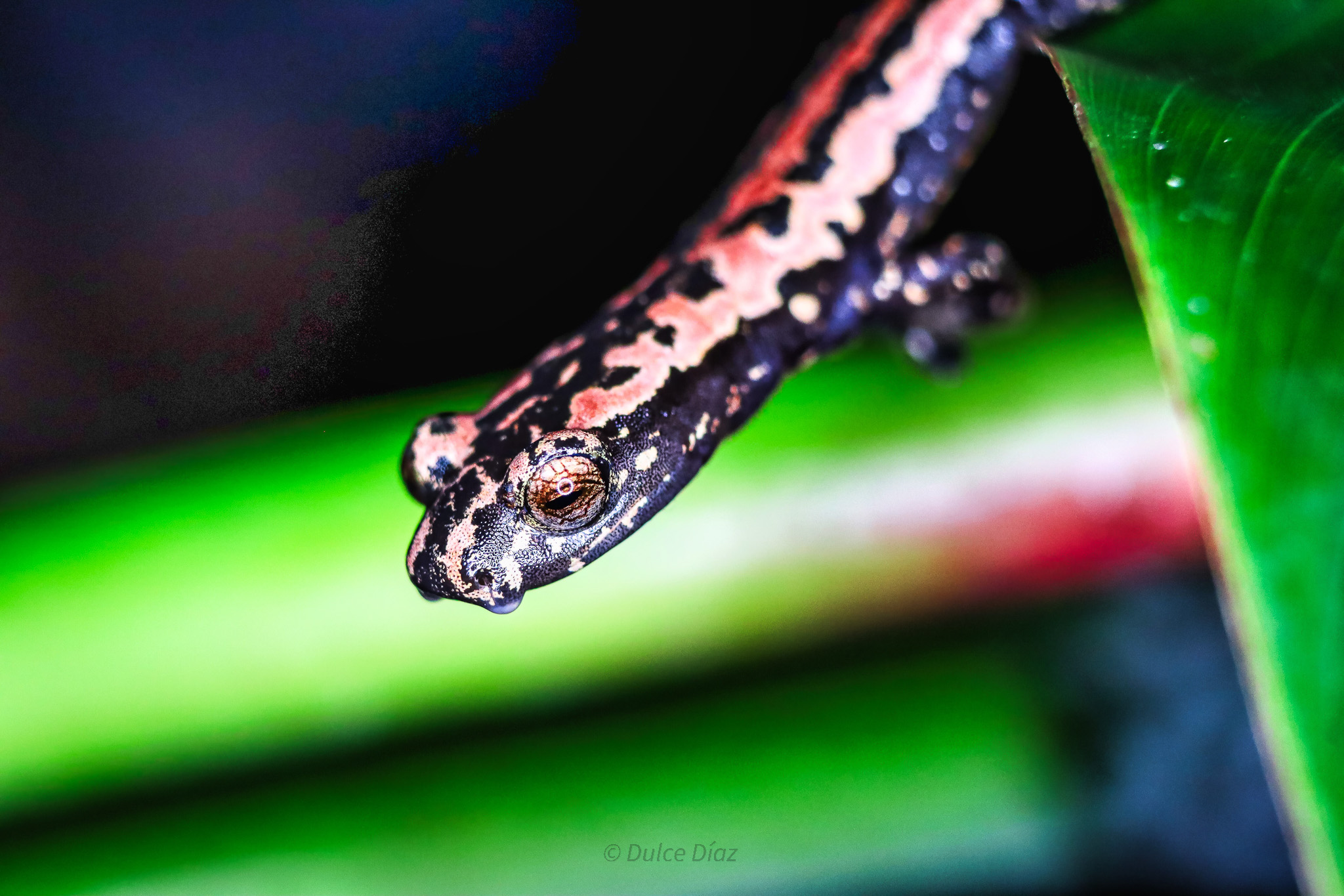 Salamandra nativa de la zona de Chiapas en México. Foto: Dulce Díaz. 