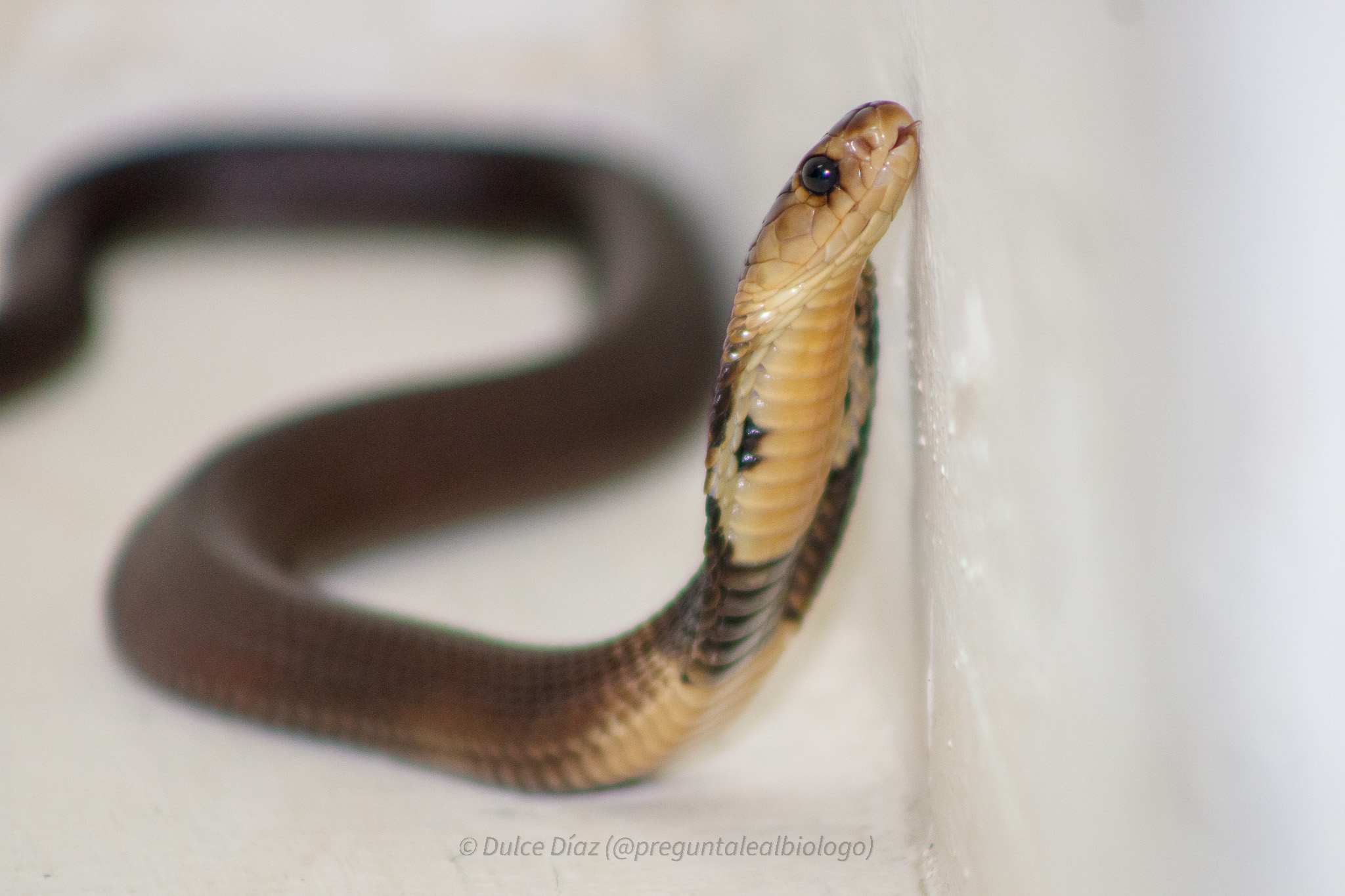 Cría de Cobra de Monóculo (Naja kaouthia) bajo cuidado humano. Foto: Dulce Díaz 