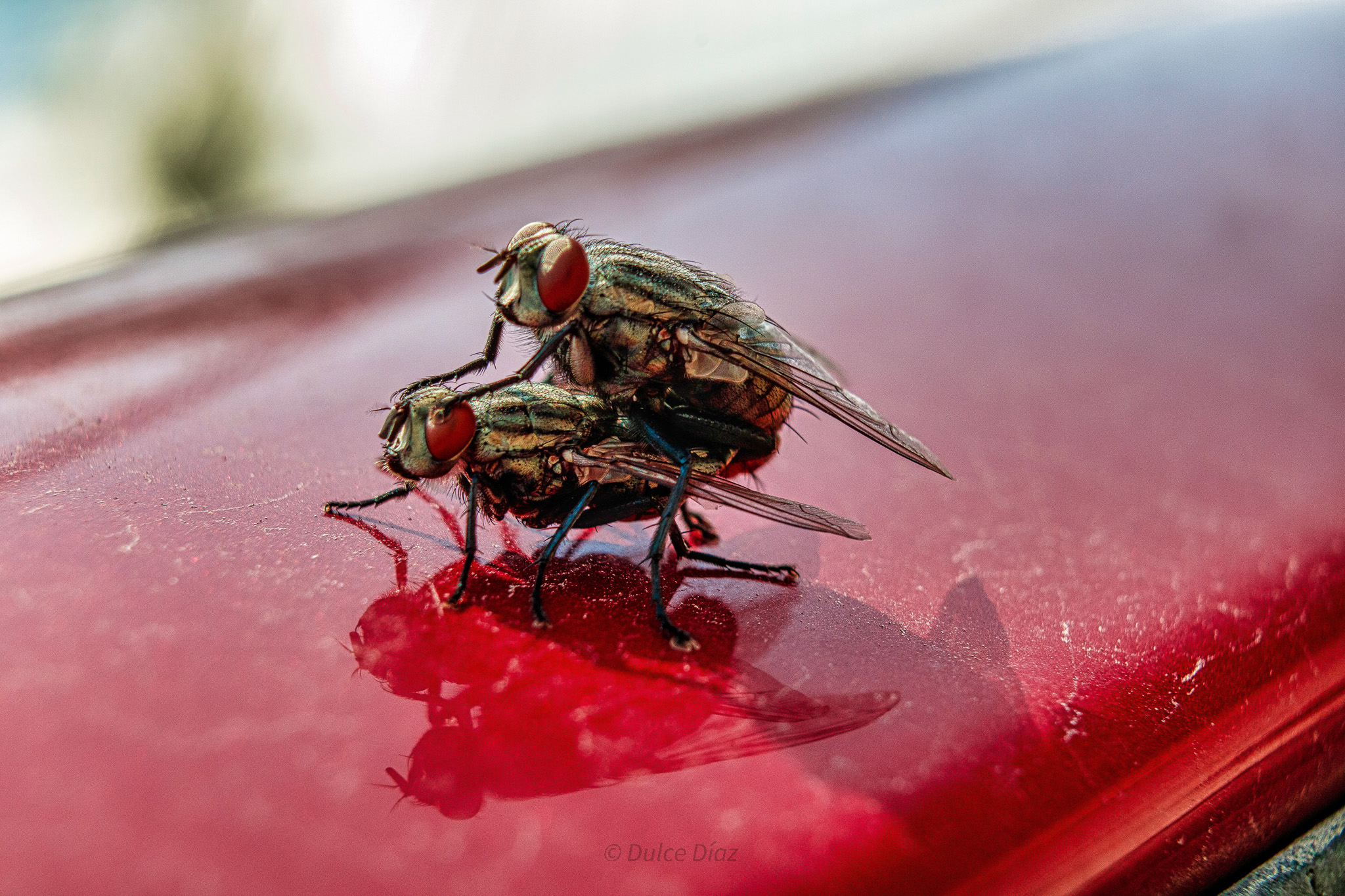 Foto macro de moscas en apareamiento. Foto: Dulce Díaz. 