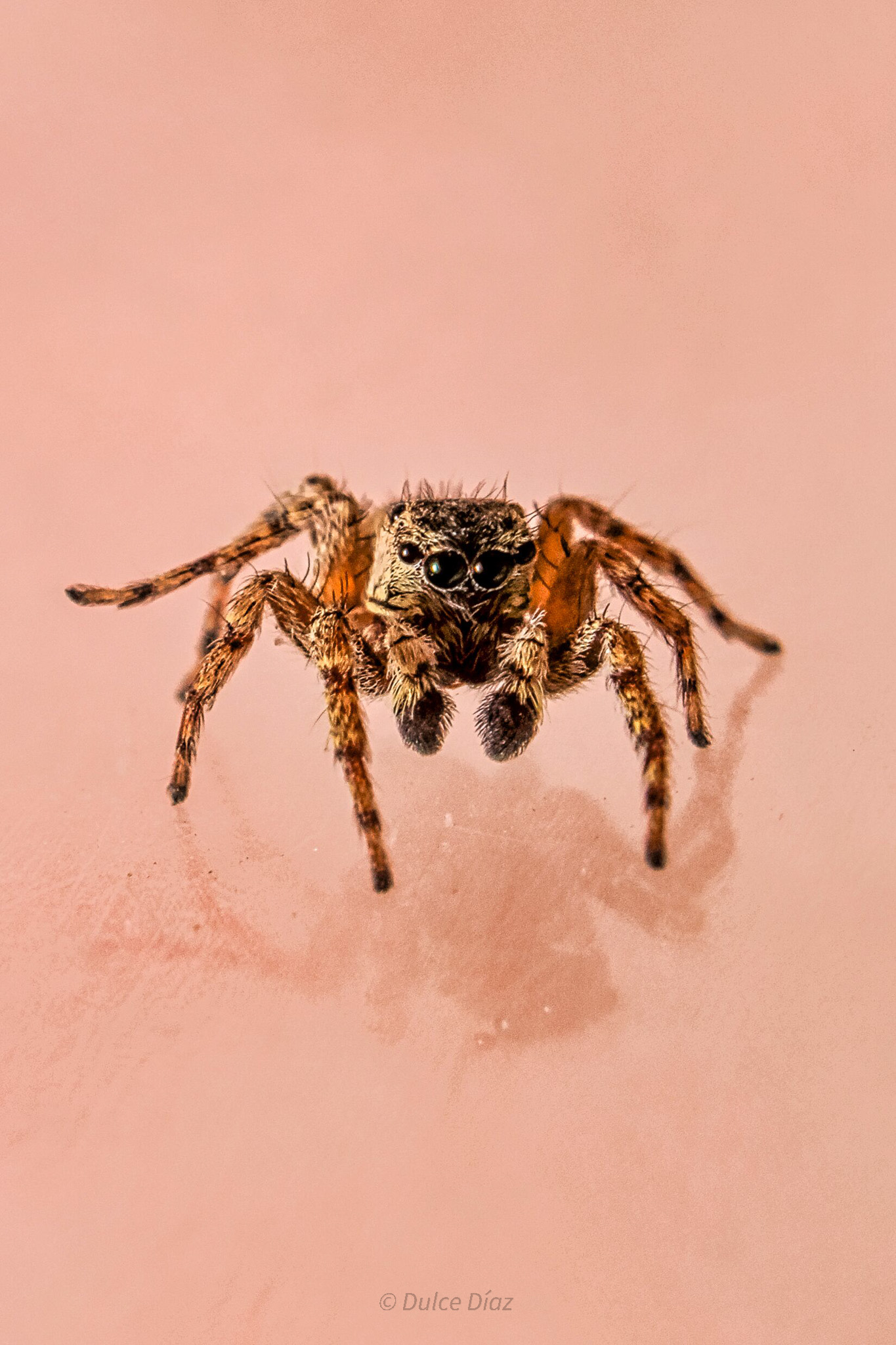 Araña saltarina parda del género Mexigonus. Foto: Dulce Díaz