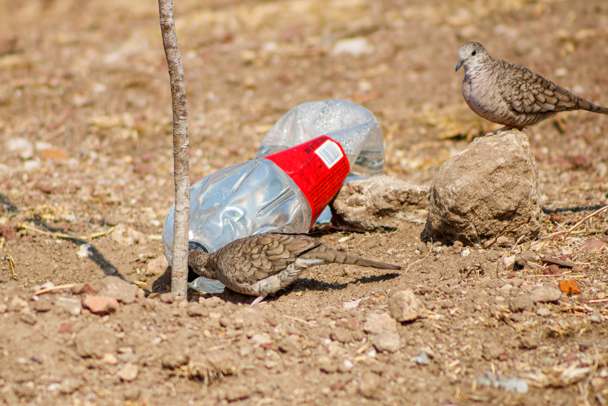 Tortillitas tomando agua de una botella de agua instalada para riego. Foto: Dulce Díaz 