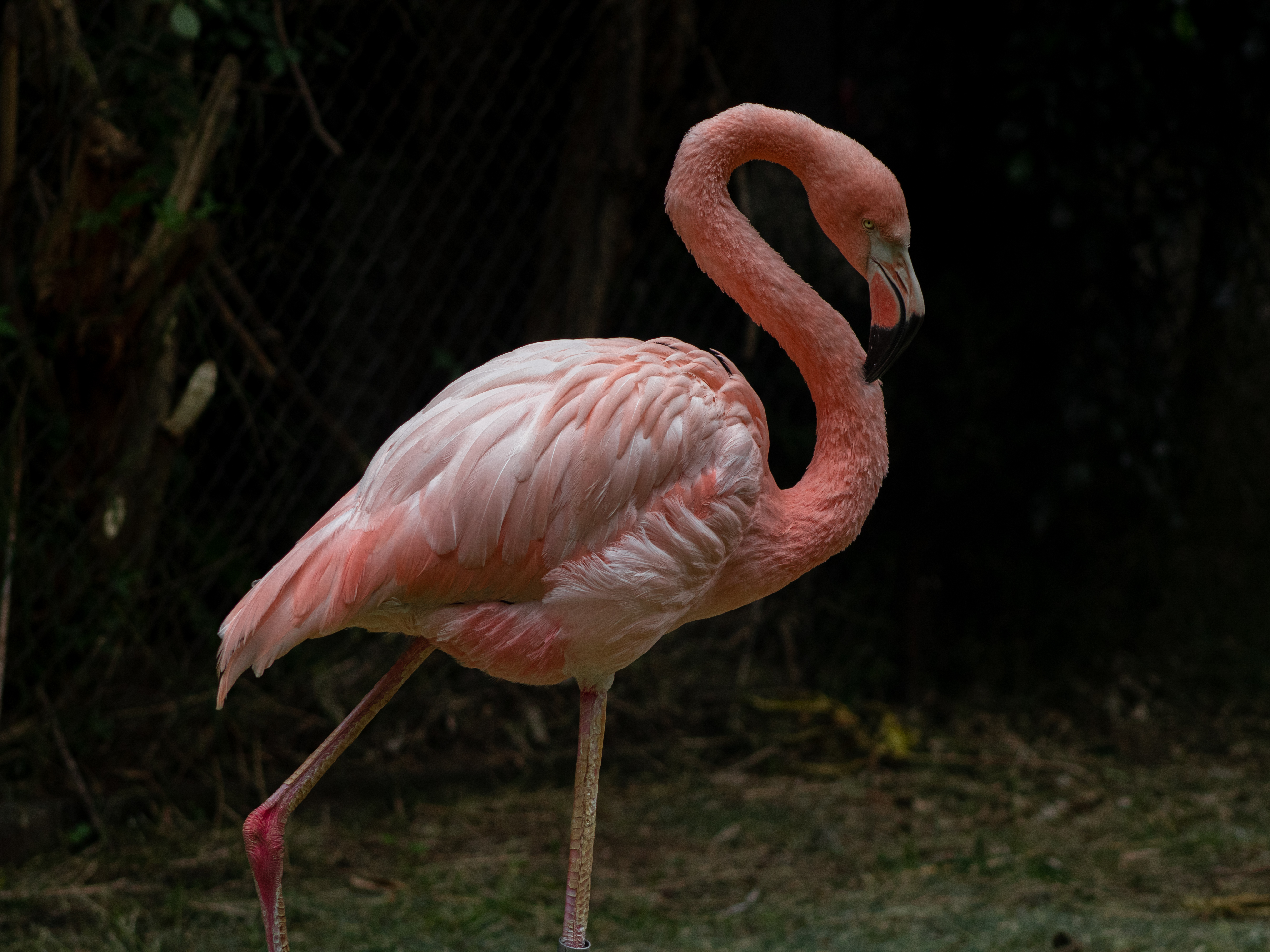 Fotografía Flamingo rosado (Phoenicopterus ruber)