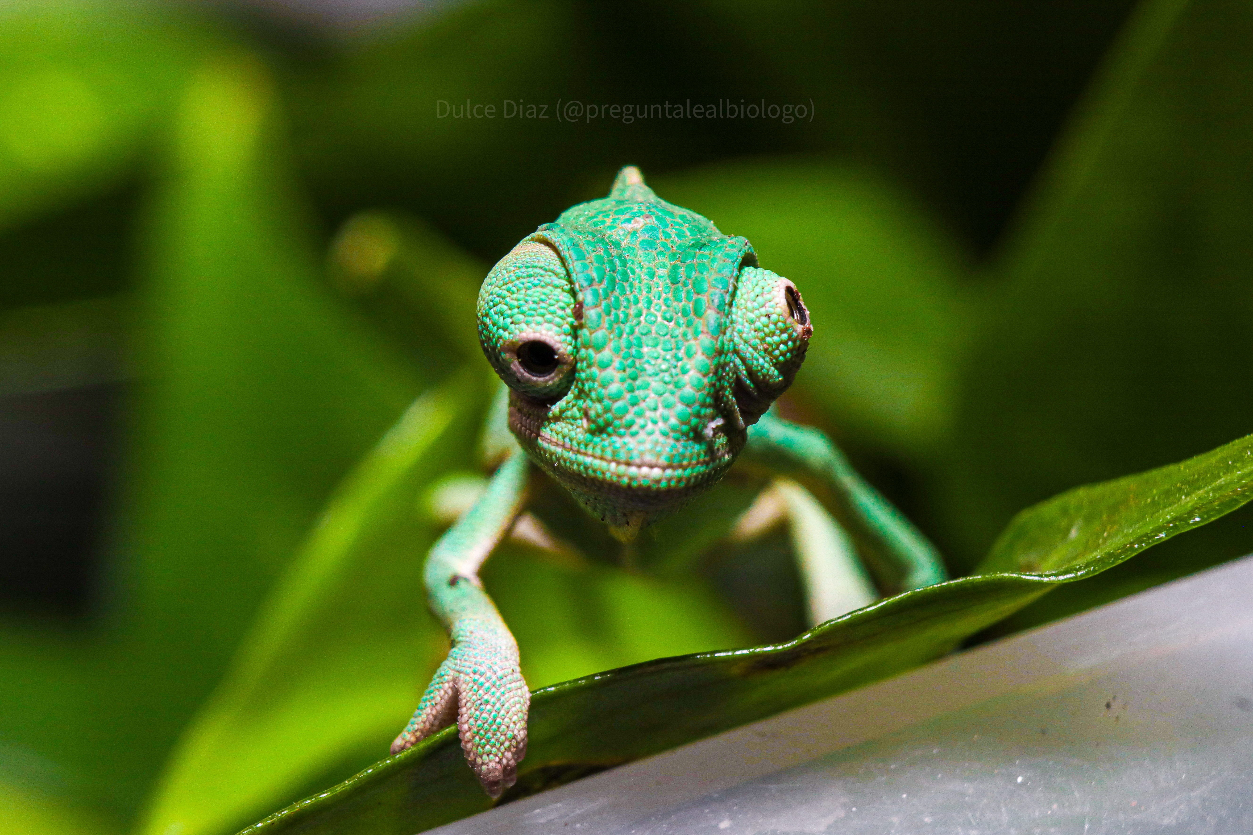 Camaleón velo bebe (Chamaeleo calyptratus)
