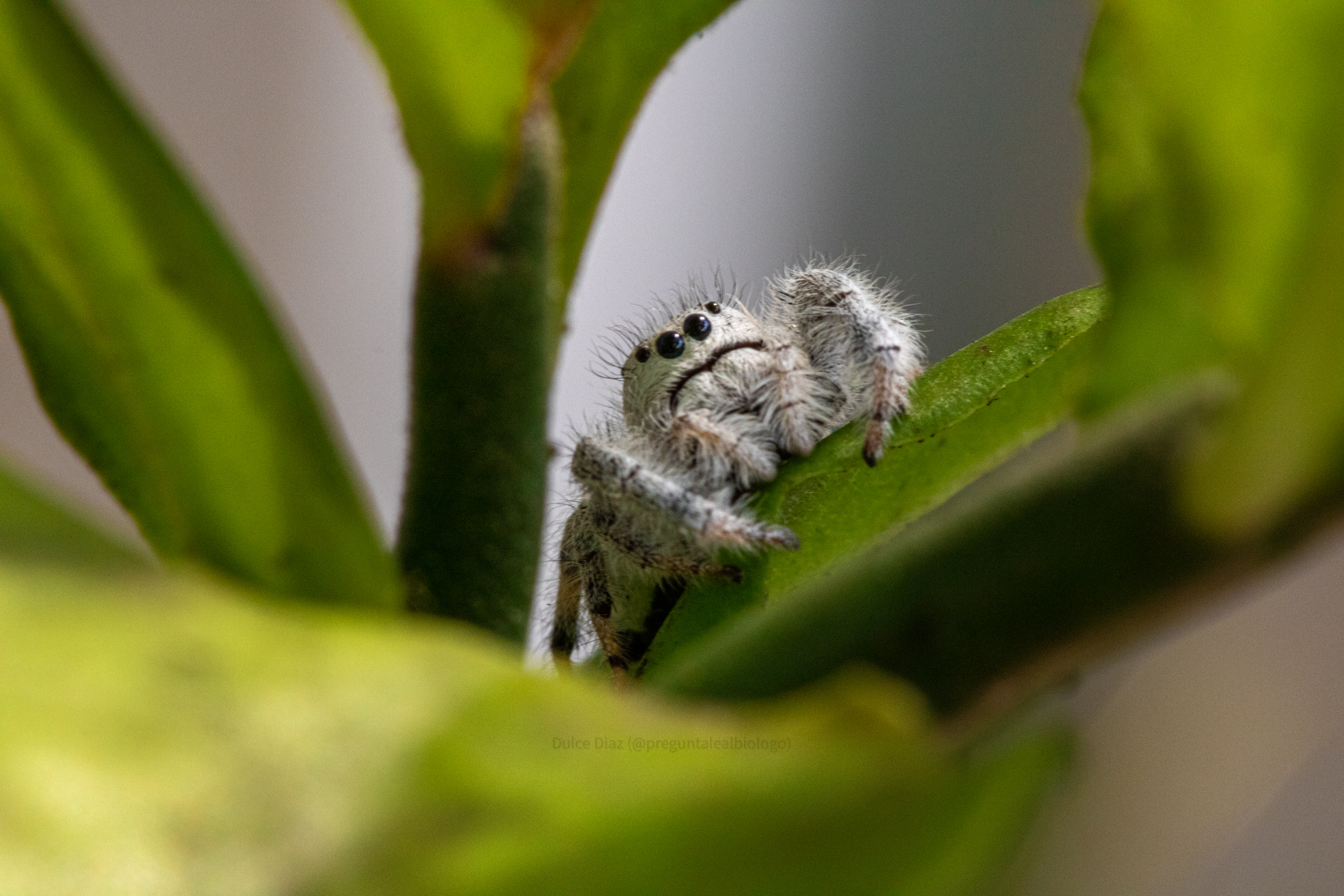 Fotografía macro de araña en Cuernavaca