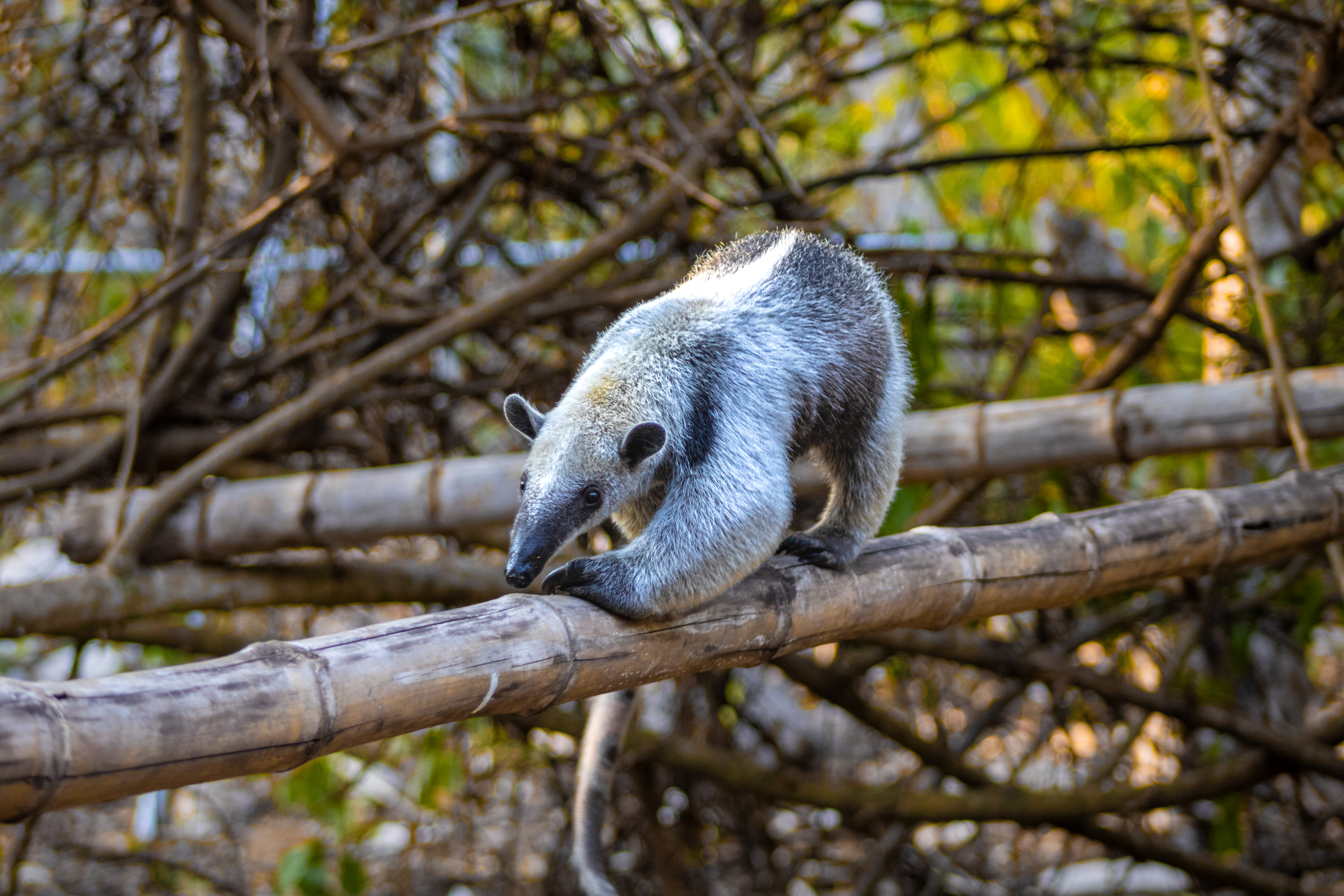 Oso hormiguero en rehabilitación (Tamandua mexicana)