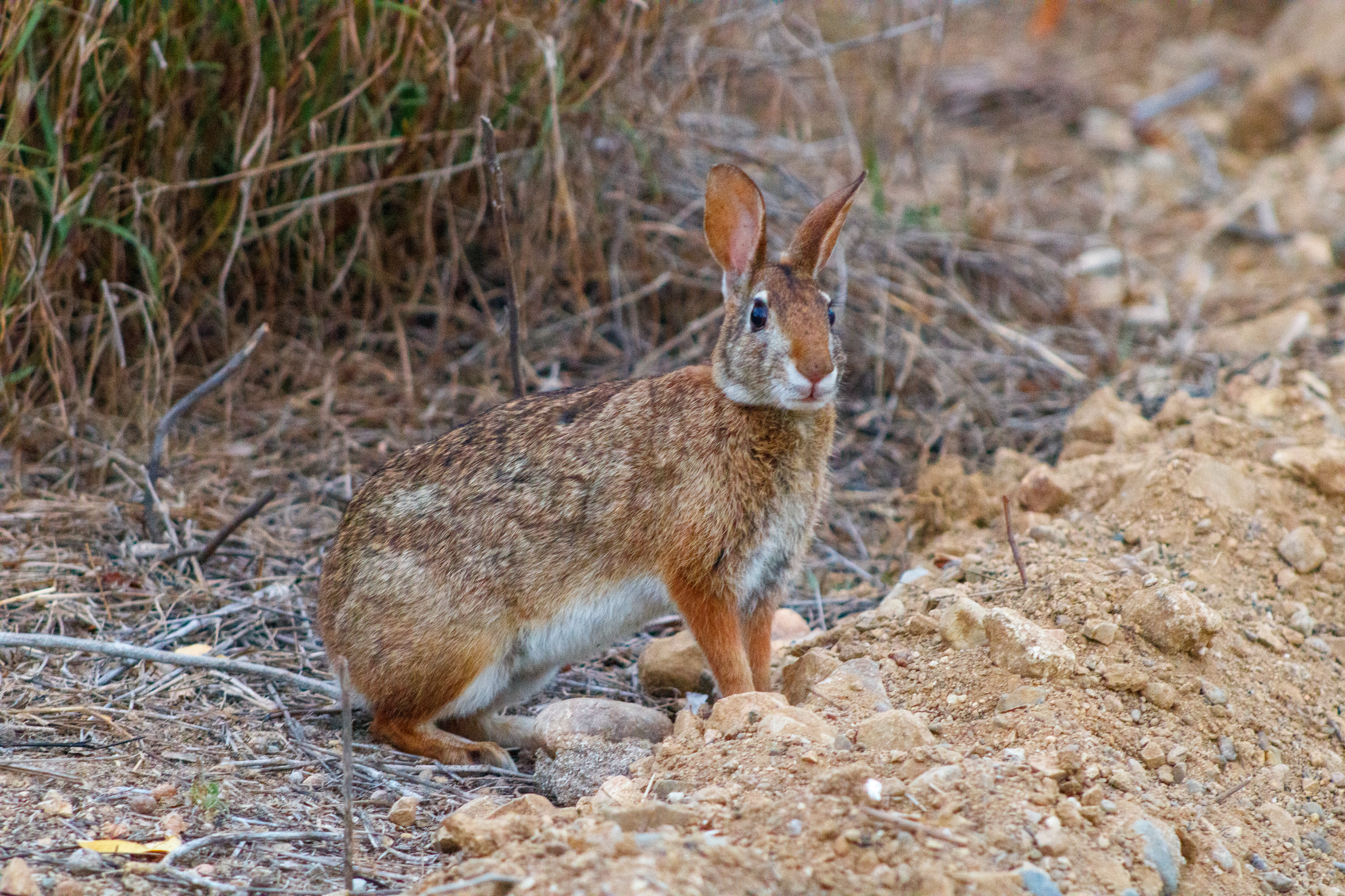 Conejo endémico de las islas marías (Sylvilagus graysoni)