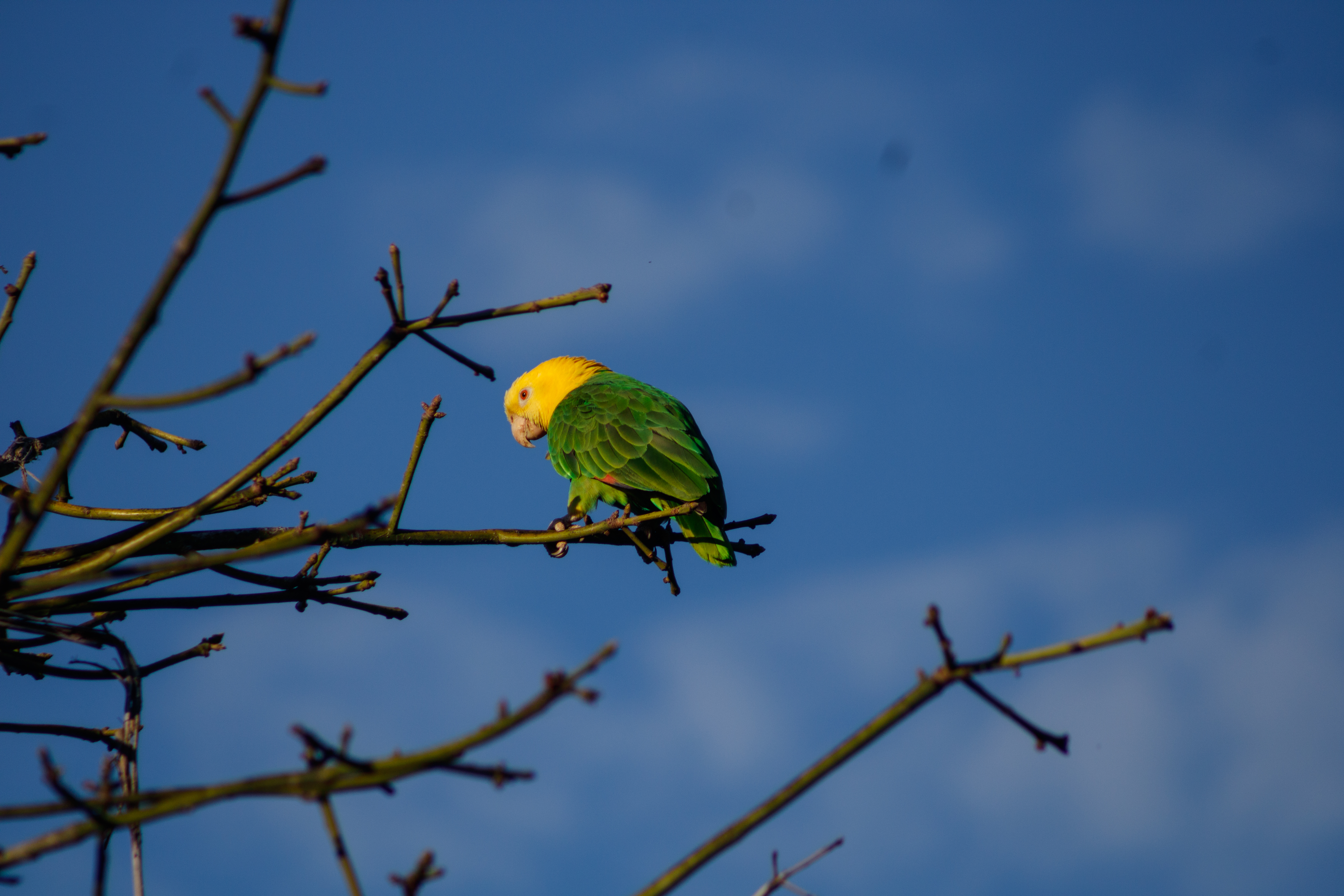 Loro de Cabeza amarilla en Islas marías (Amazona oratrix ssp. Tresmariae) 