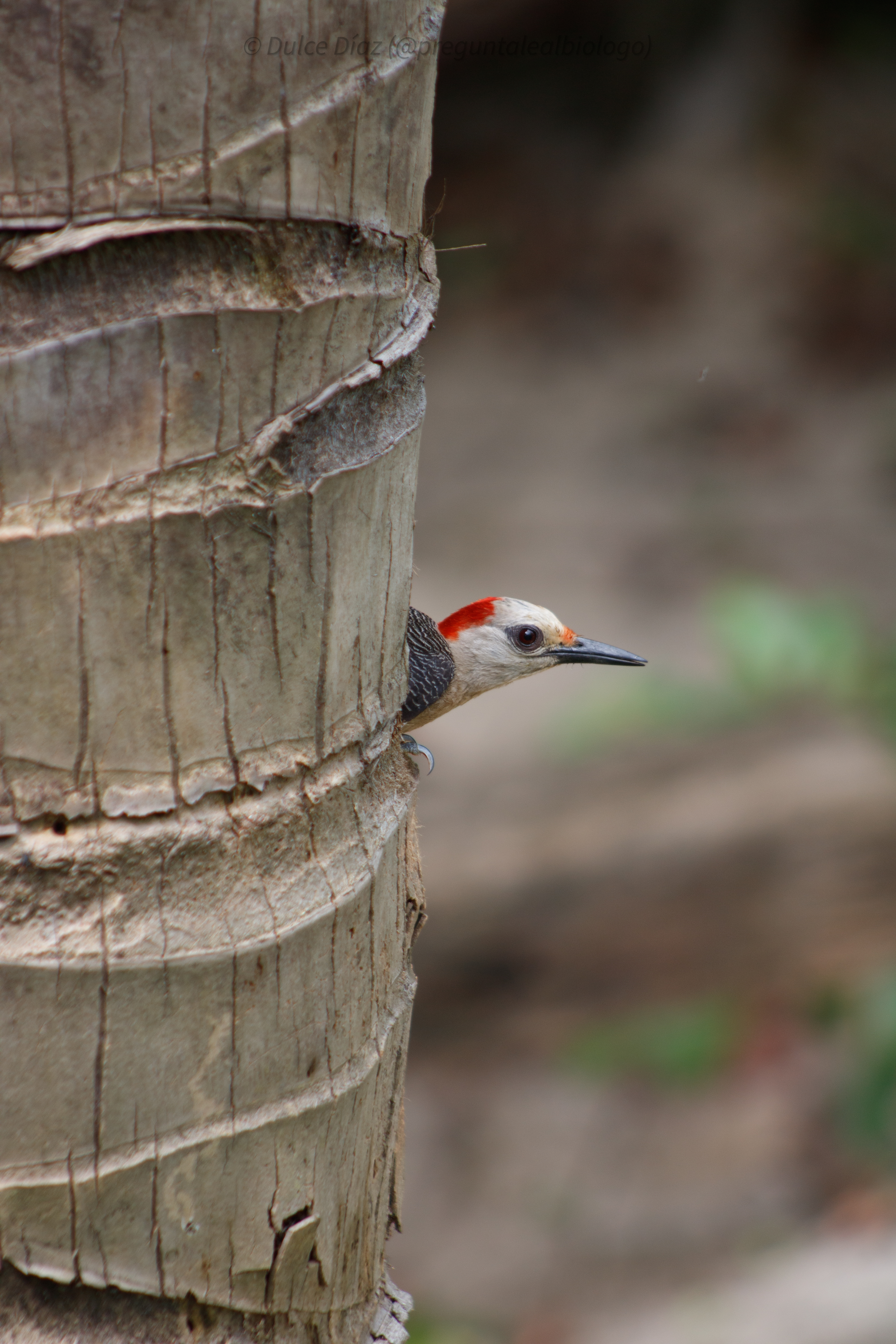 Pájaro carpintero Cheje (Melanerpes aurifrons) en Yucatán 