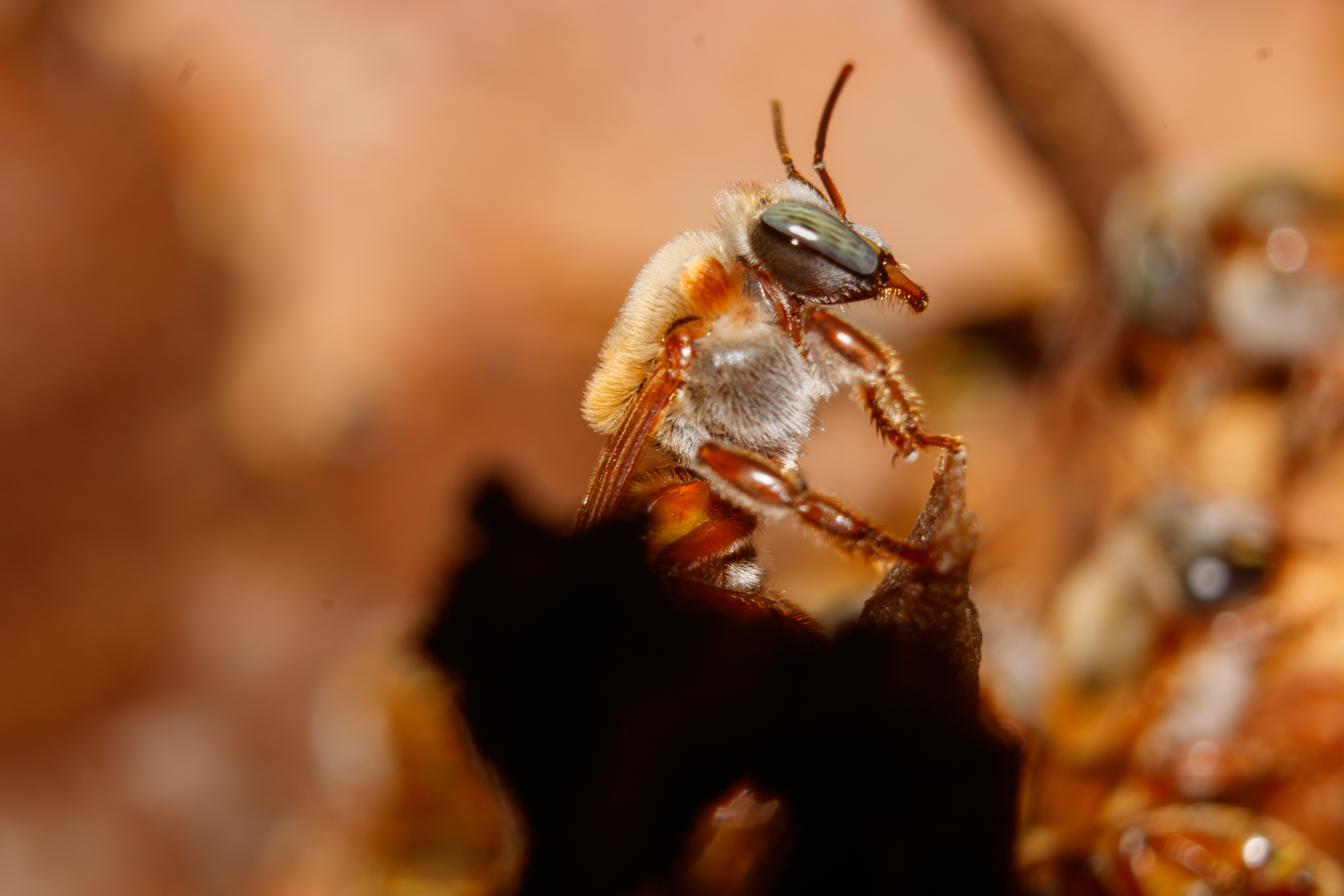 Abeja nativa mexicana (Melipona) en Yucatán.