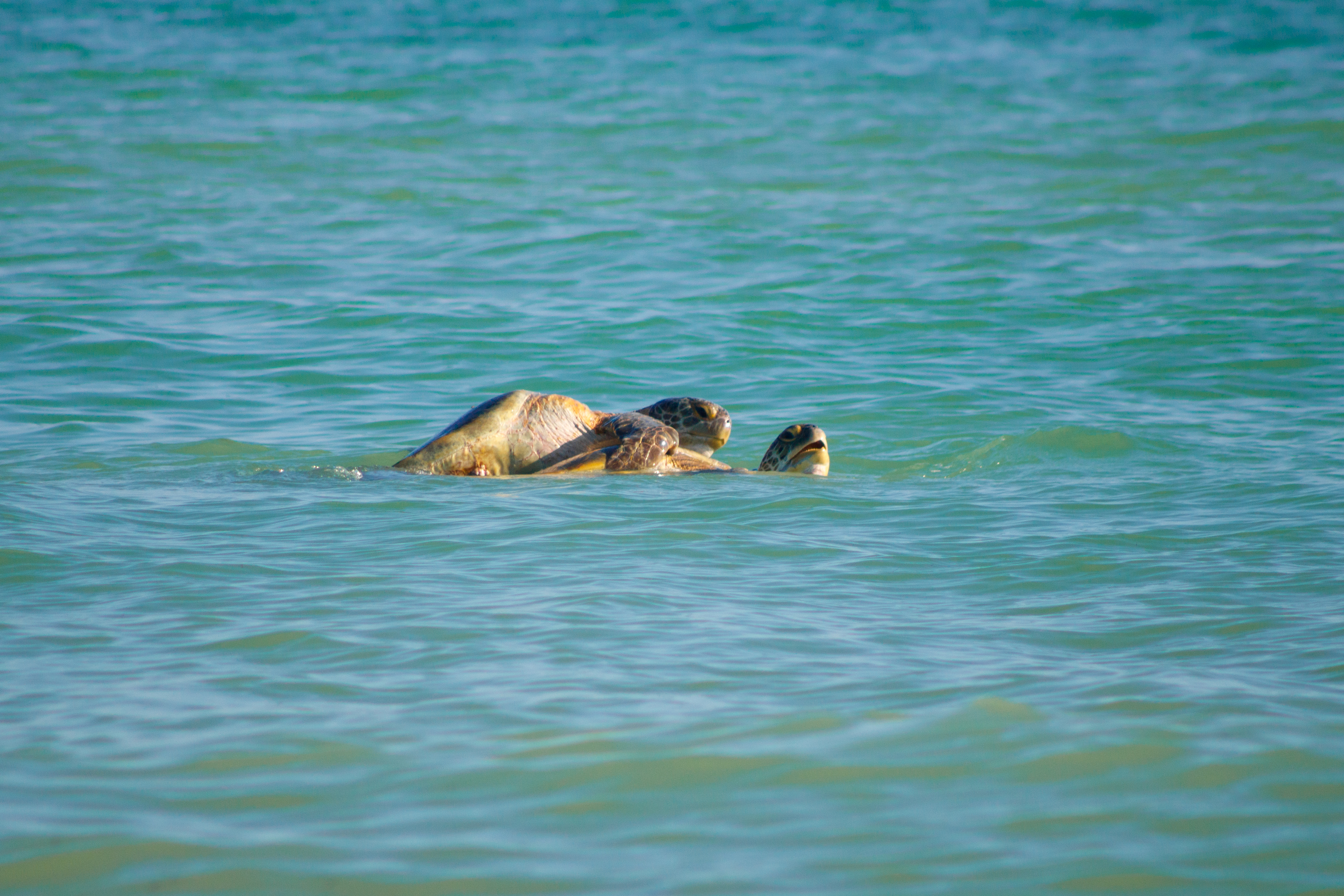 Tortugas marinas en mancuerna (Chelonia mydas) 