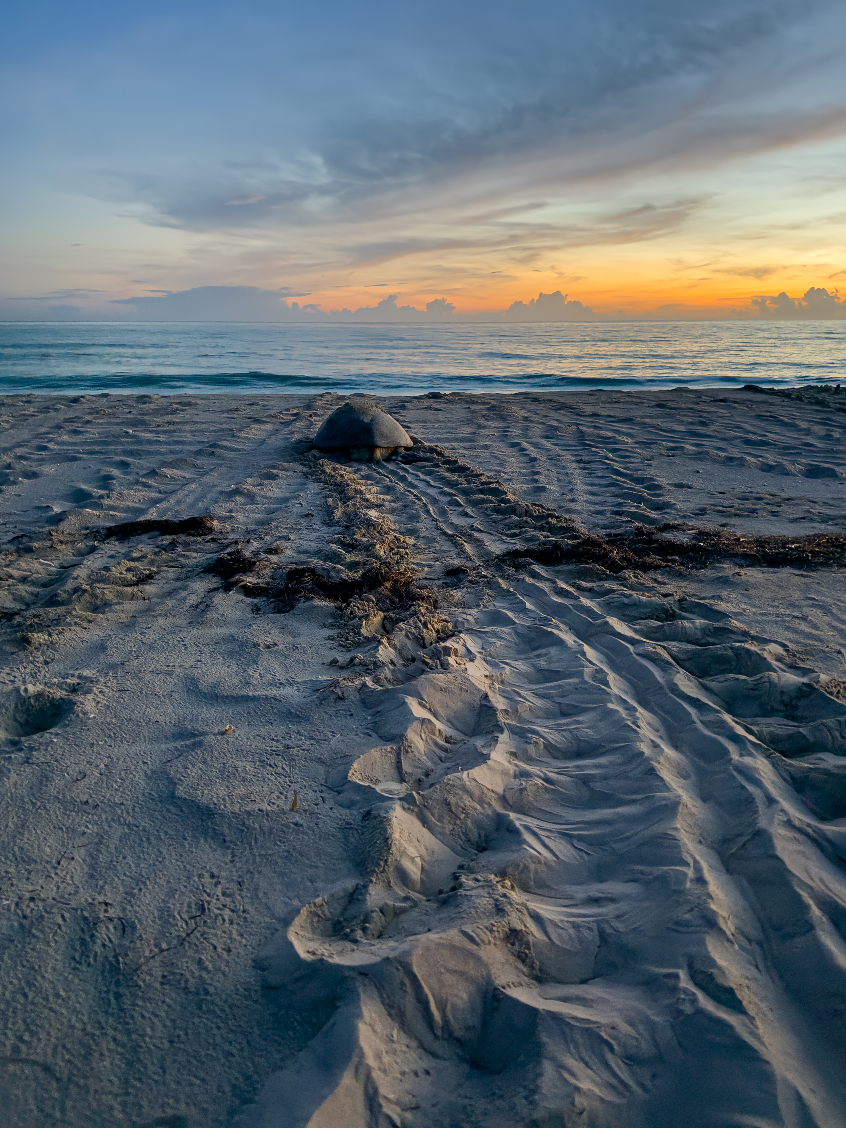 Tortuga verde volviendo al mar (Chelonia mydas) 