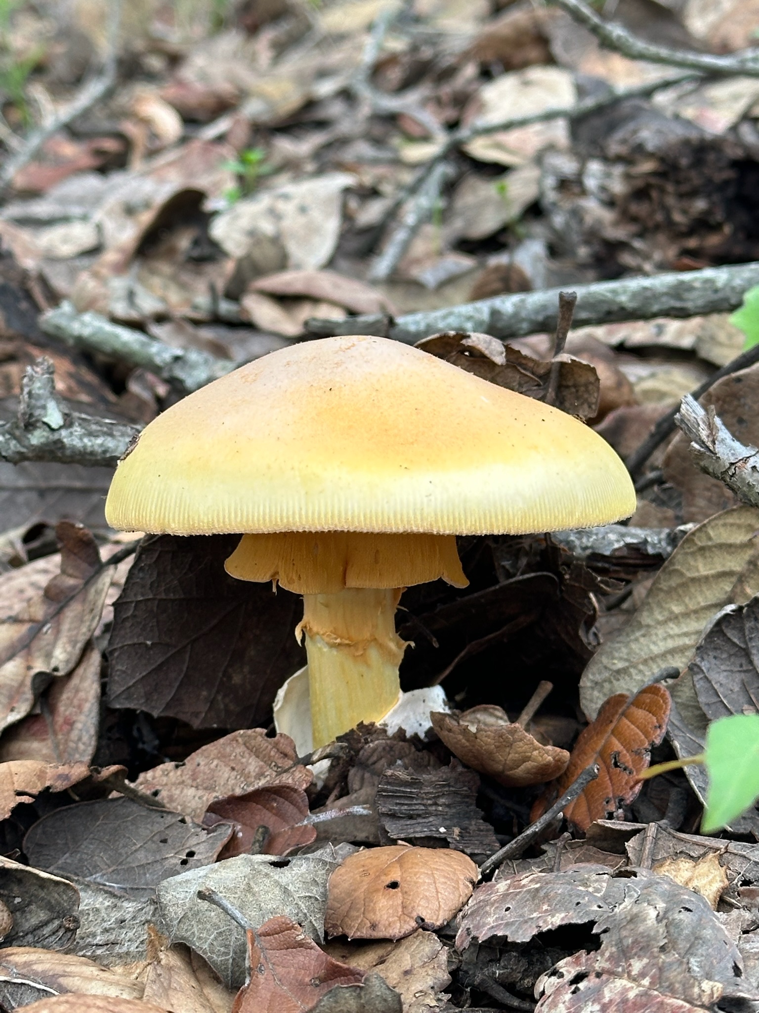 Hongos en el bosque cercano