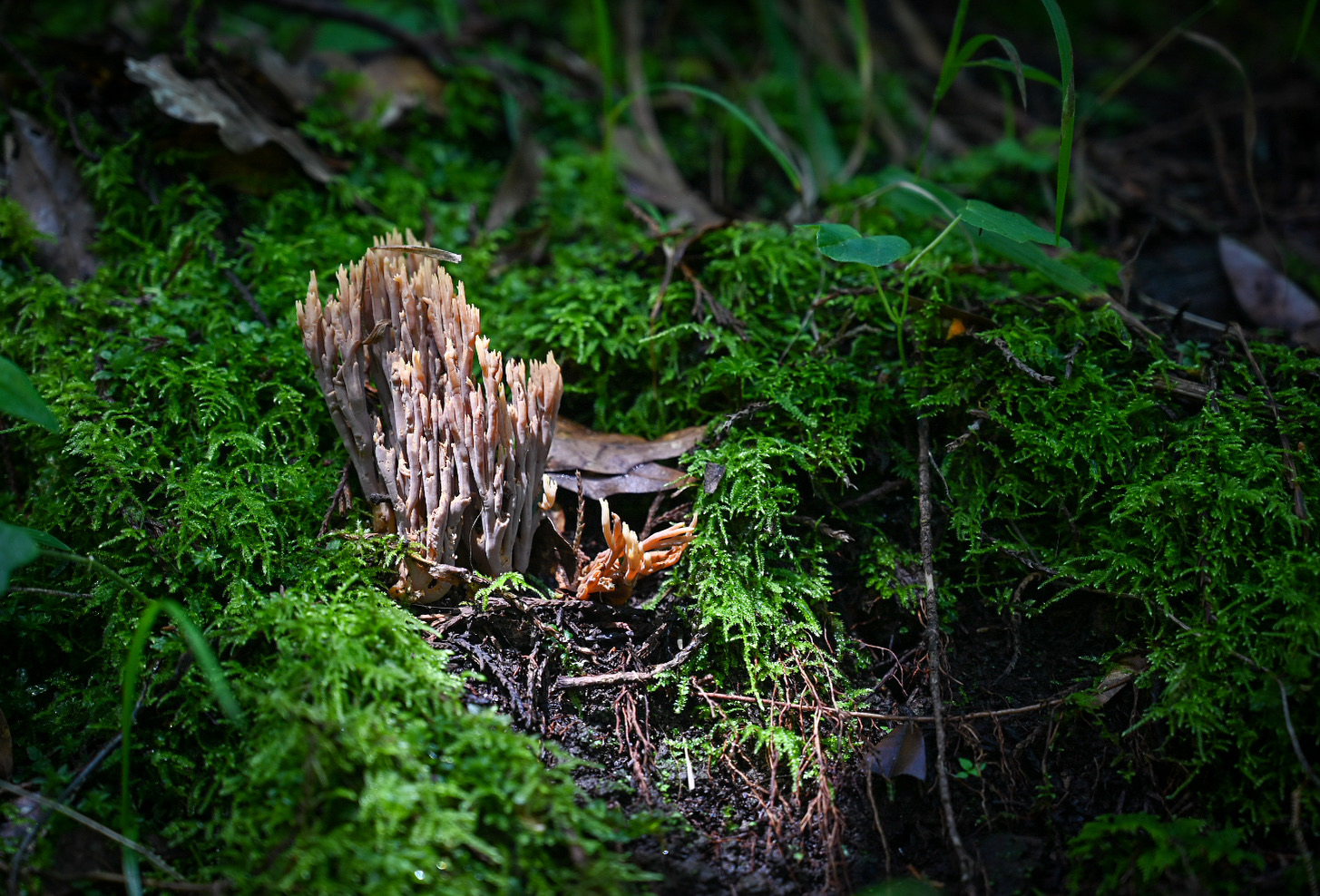 Hongos de “manita”