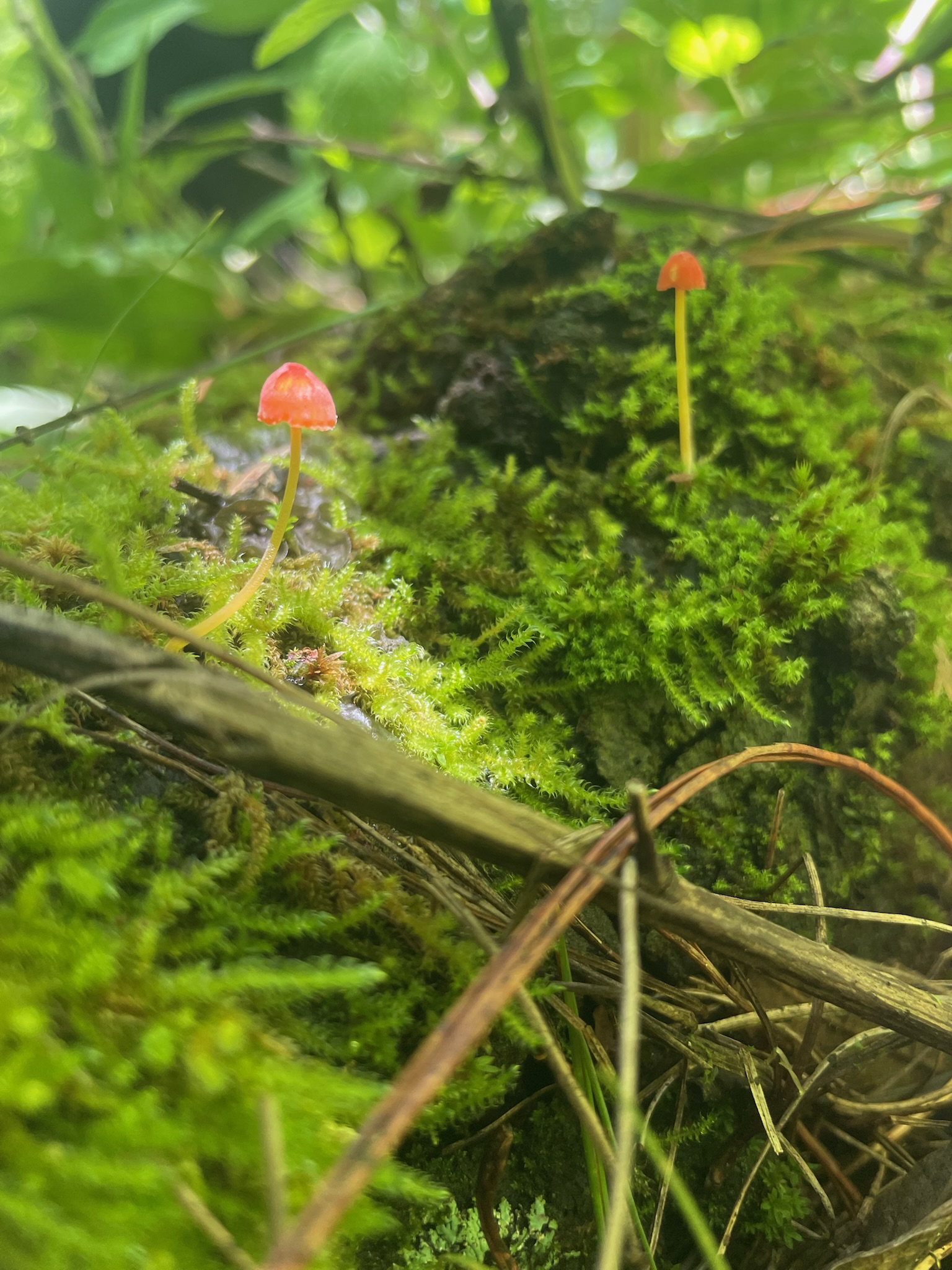 Setas del bosque, Hidalgo, México 