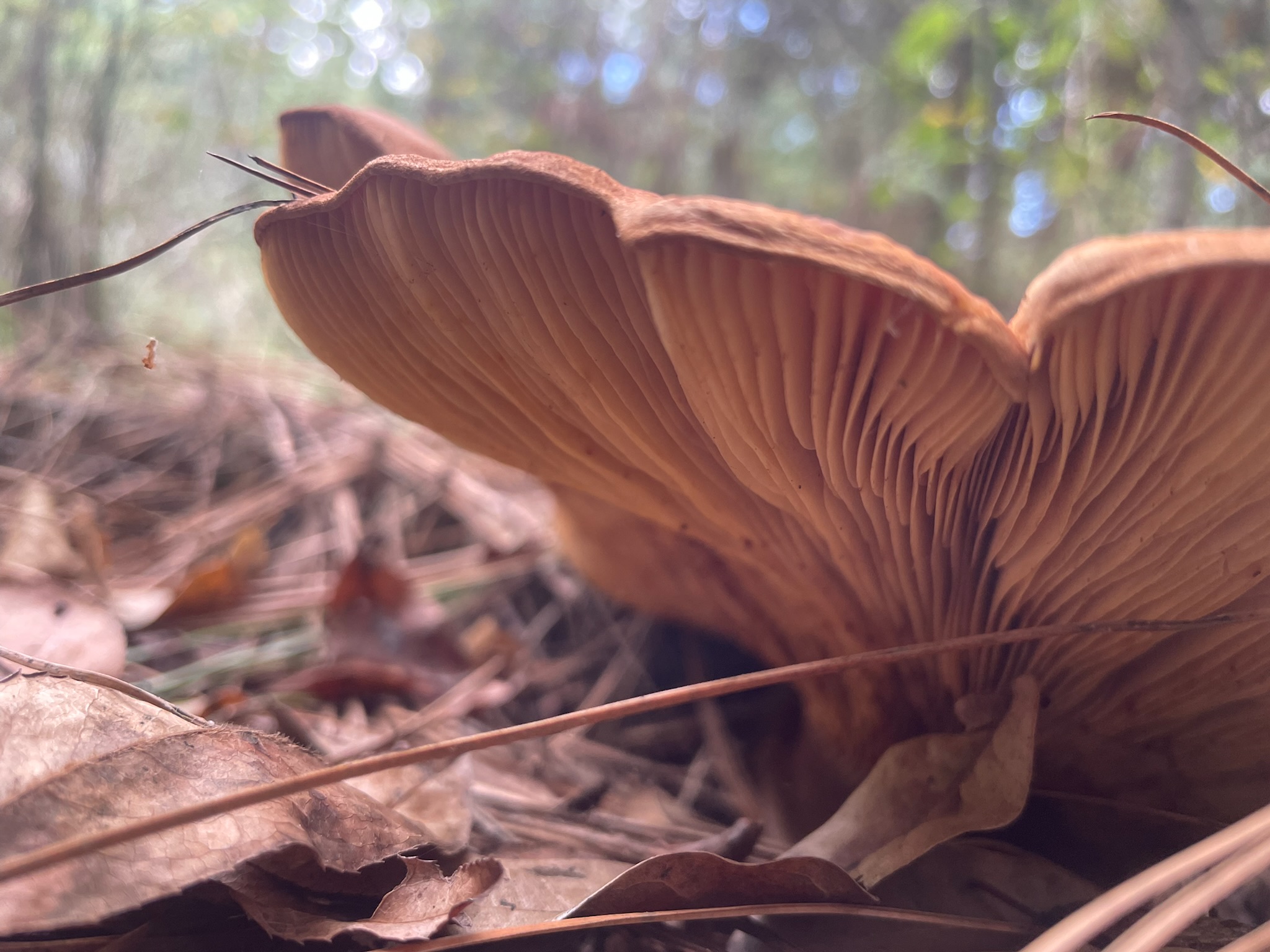 Setas del bosque, Hidalgo, México 