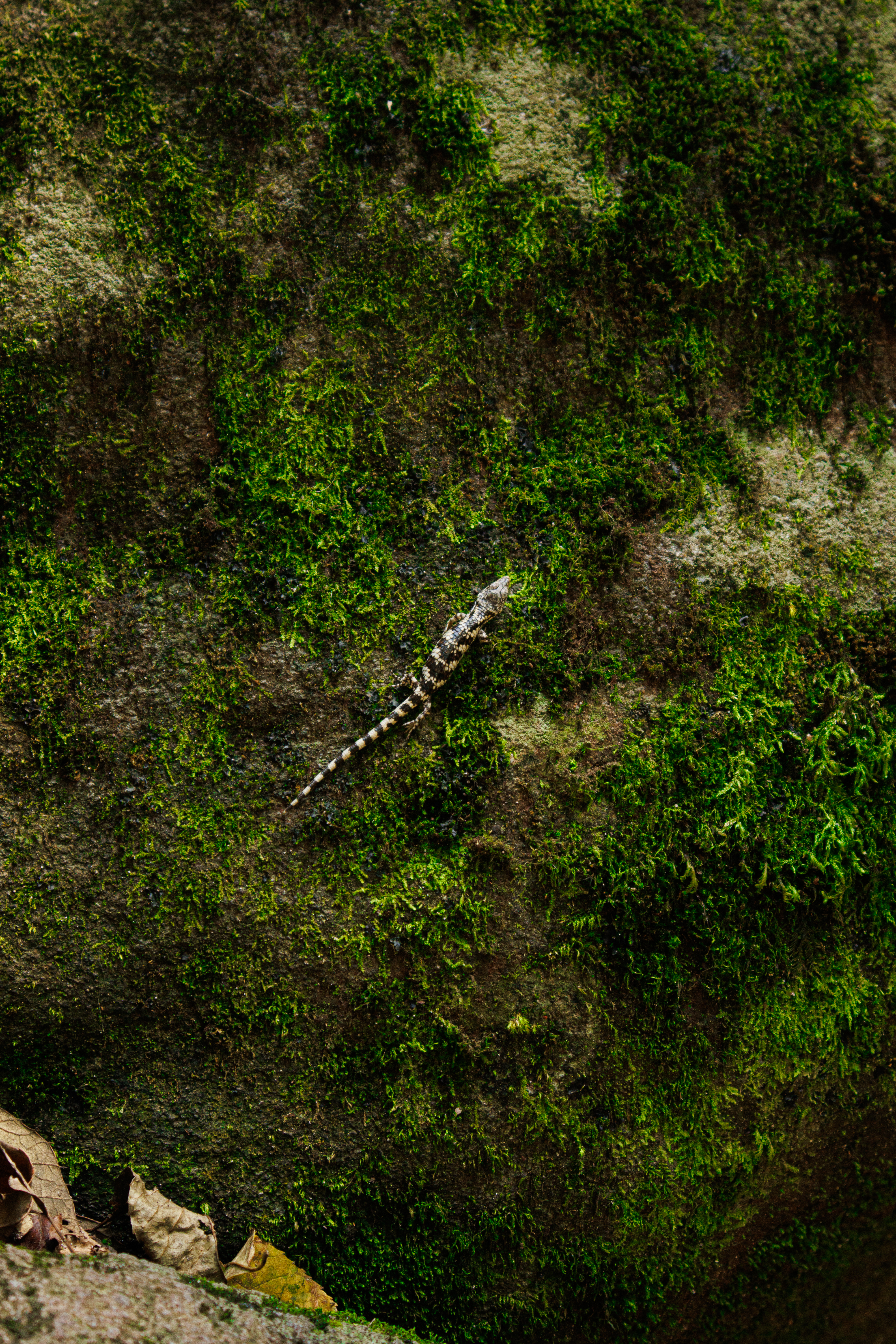 Dragón cito del eje neovolcánico (Abronia deppii)