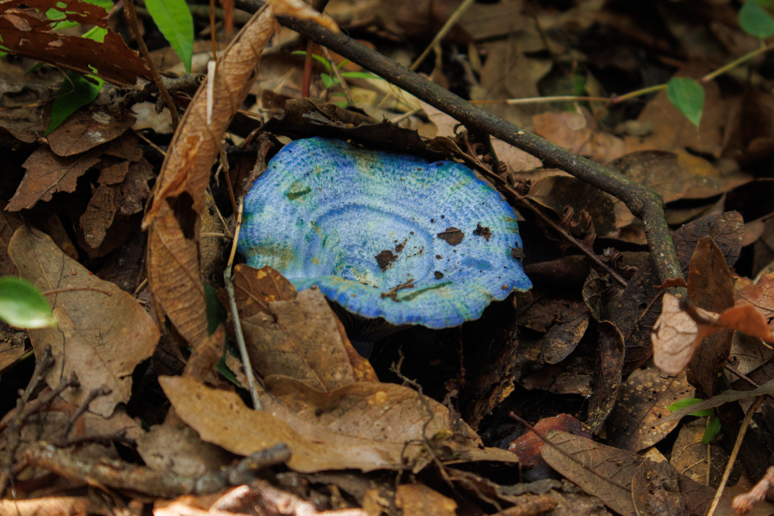 Hongo azul (Lactarius indigo) en Morelos, México.