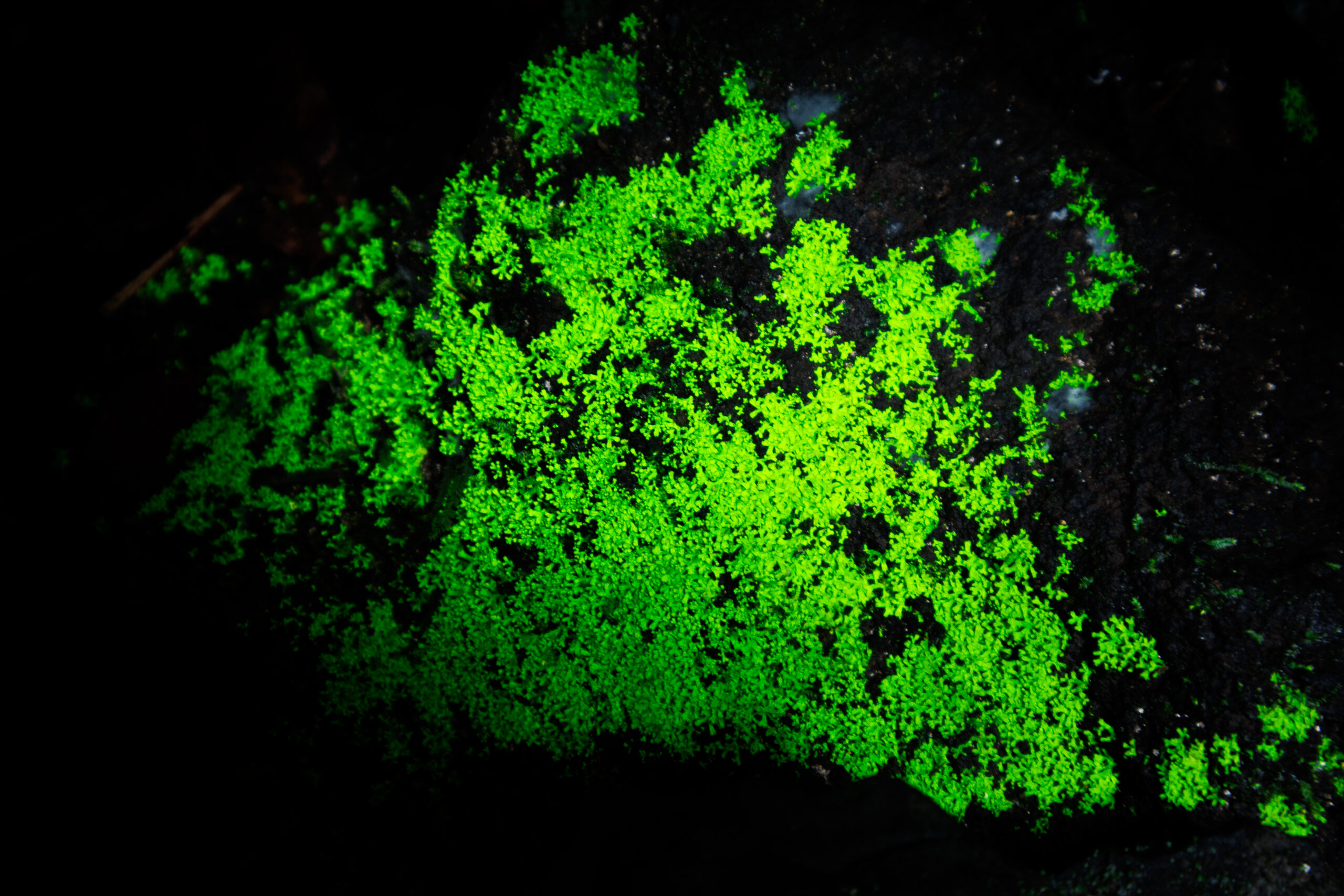 “Musgo? bioluminiscente”