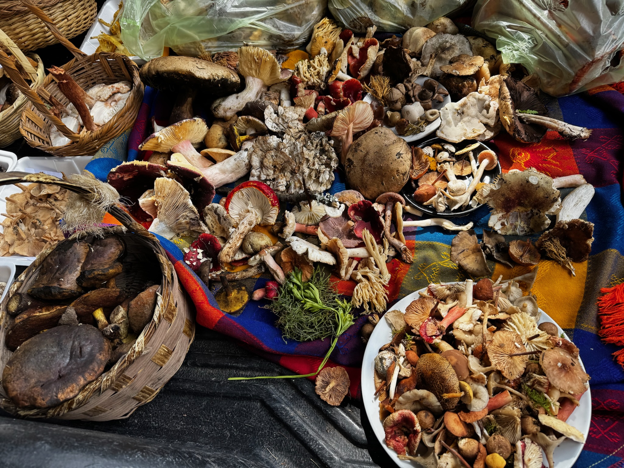 Exposición de hongos comestibles en los bosques de Mineral del Chico, Hidalgo.