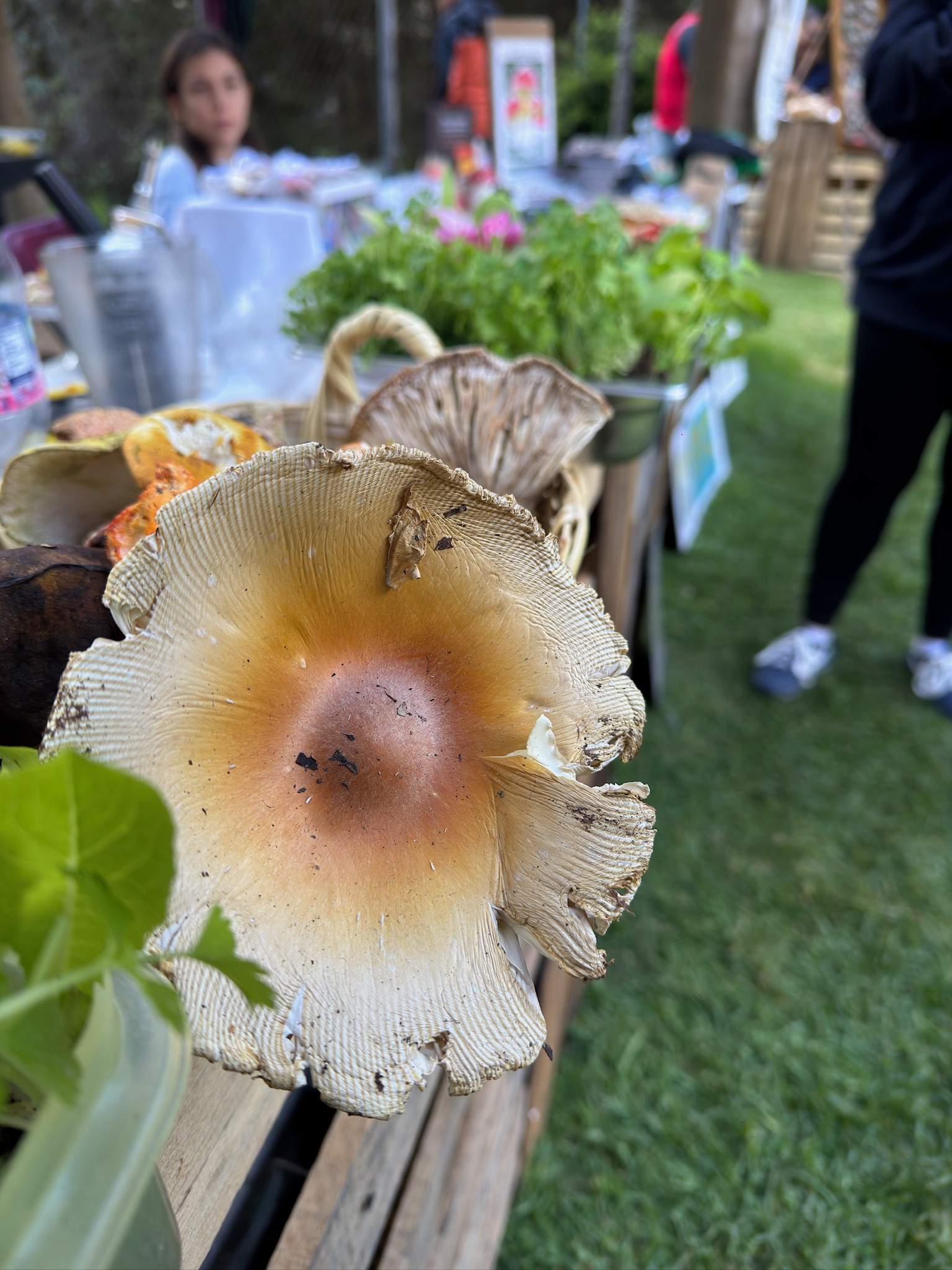 Exposición de hongos silvestres comestibles en el primer festival internacional del hongos en Mineral del Chico
