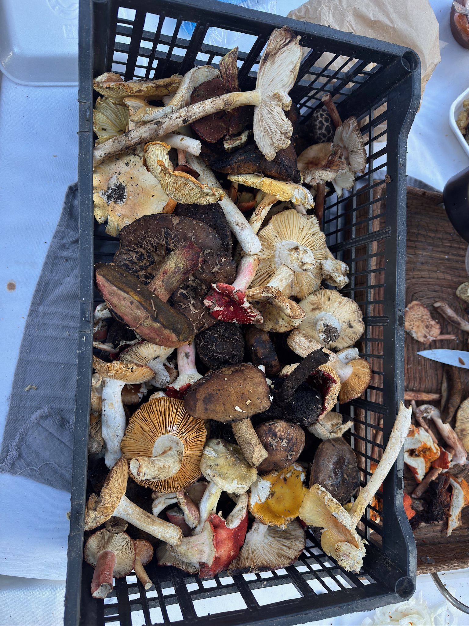 Hongos comestibles en Mineral del Chico, Festival del hongo 2025