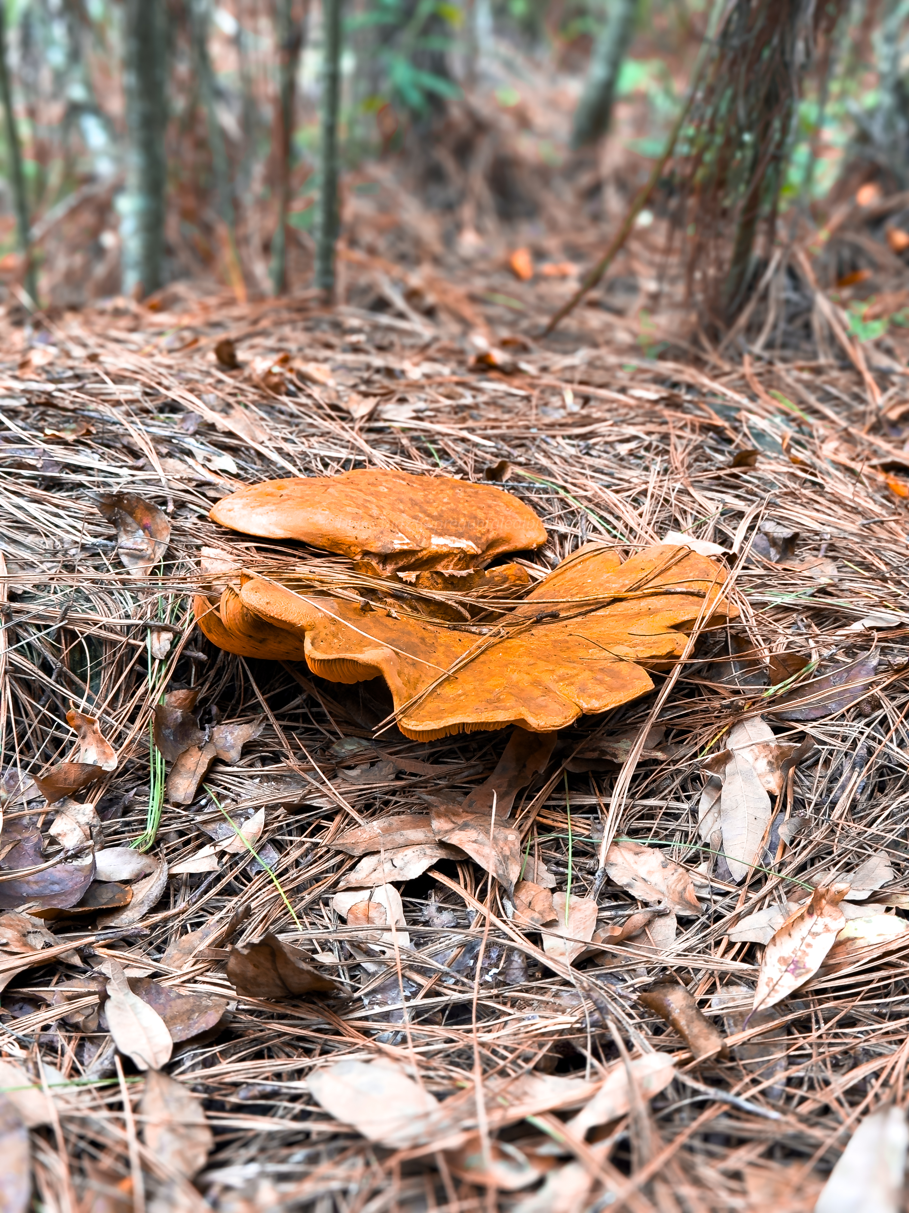 Setas del bosque, Hidalgo, México 