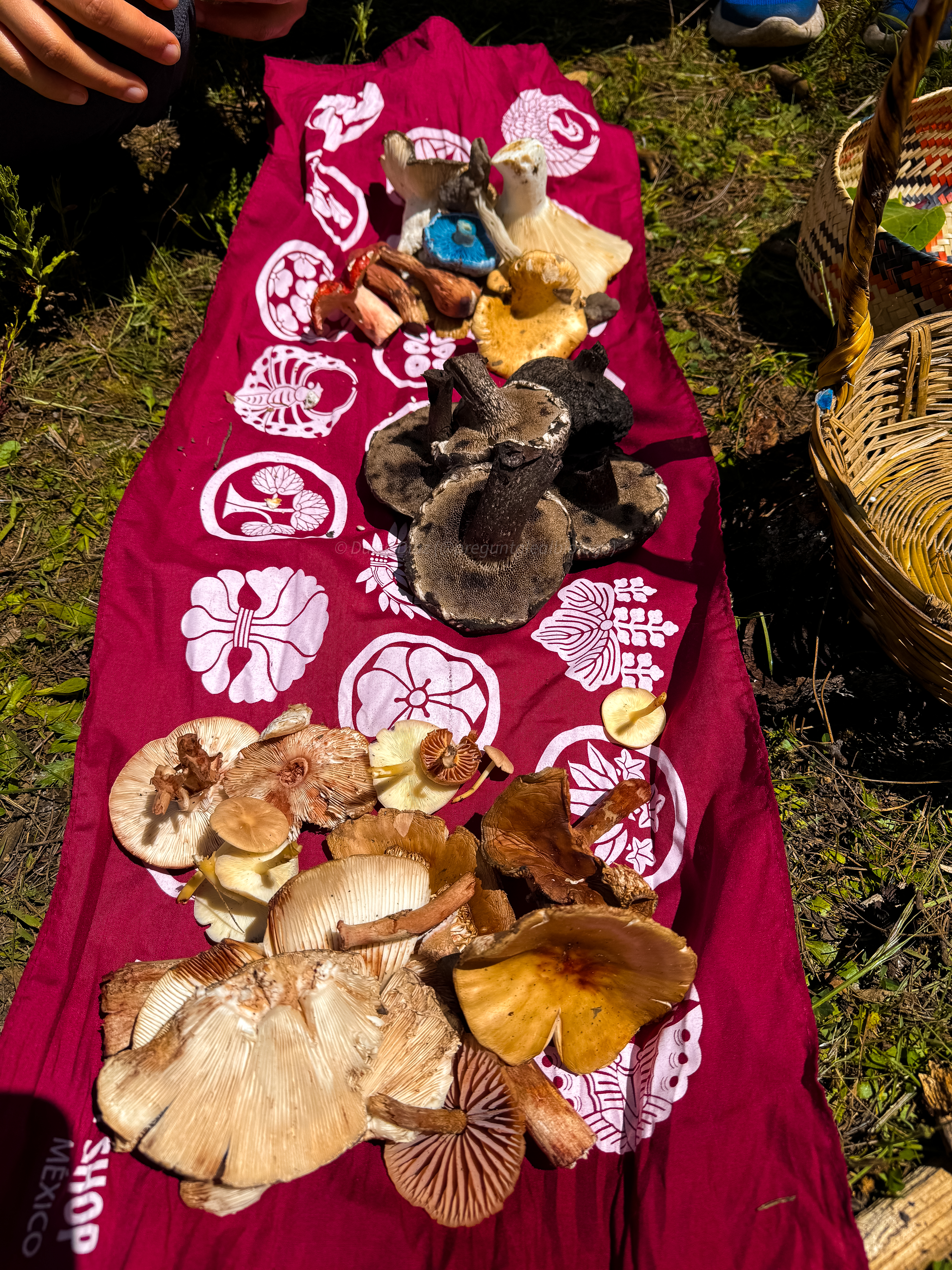 Colecta de especies comestibles en los bosques de Hidalgo, México.