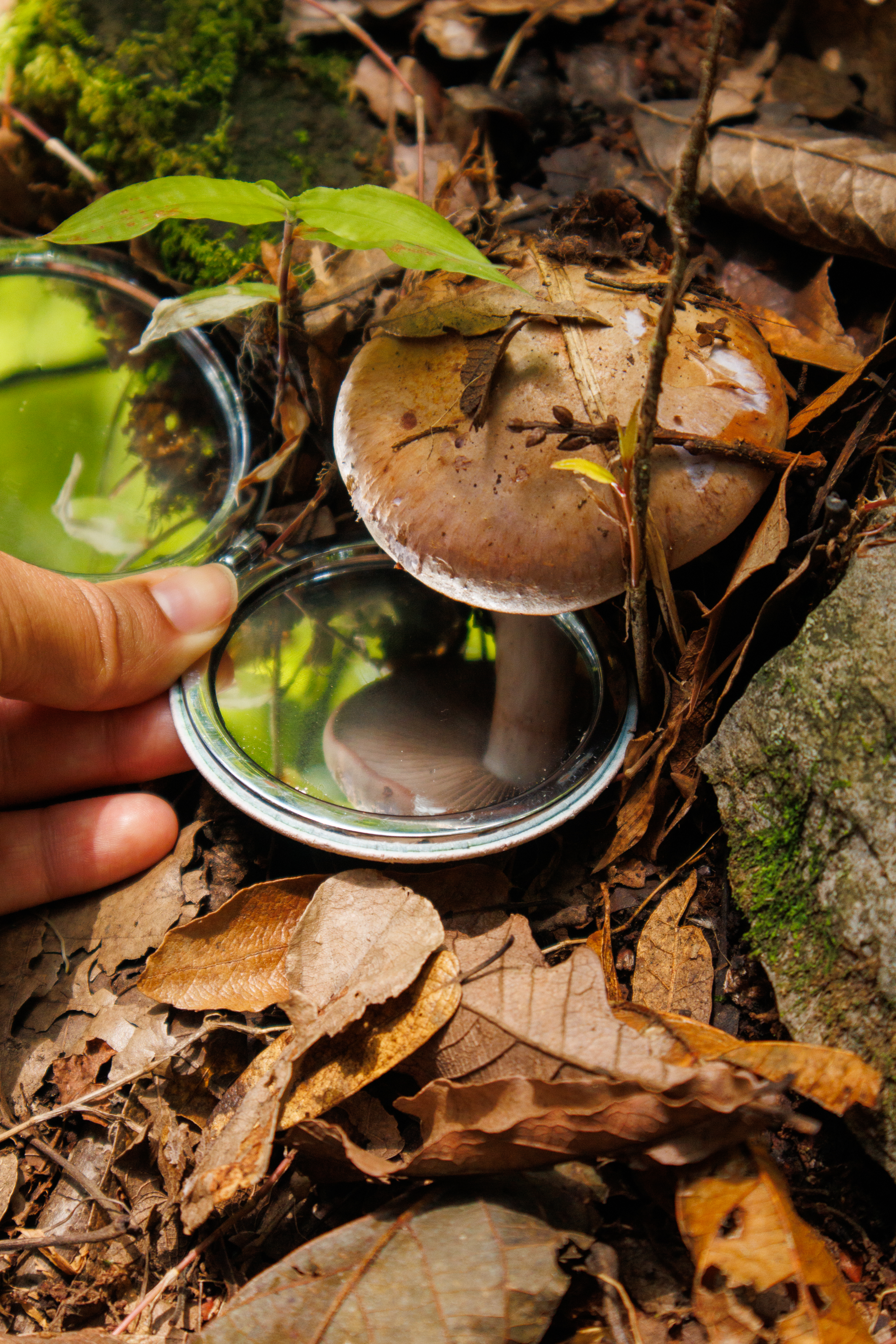 Himenio de una seta vista con un espejo 