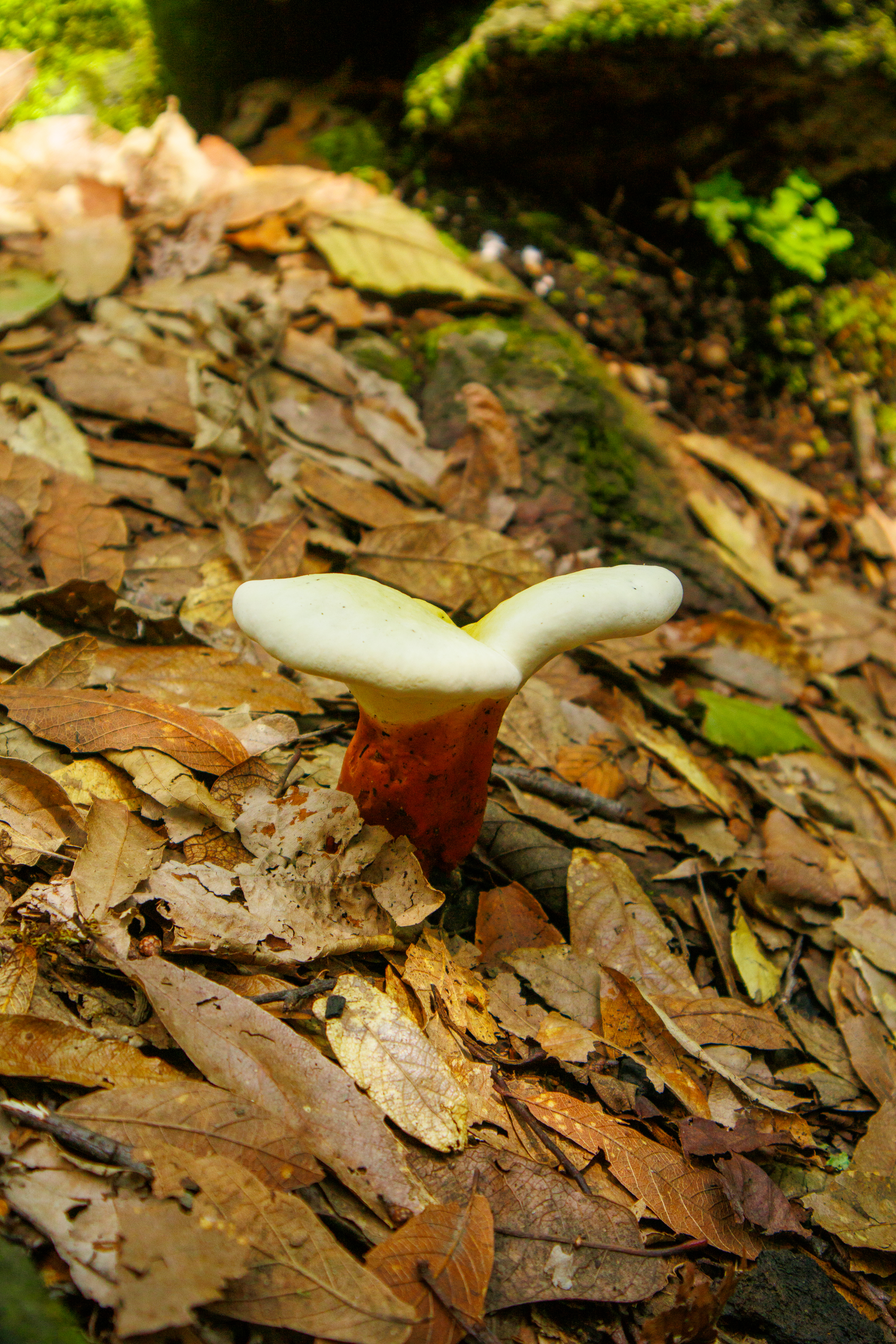 Ganoderma creciendo?