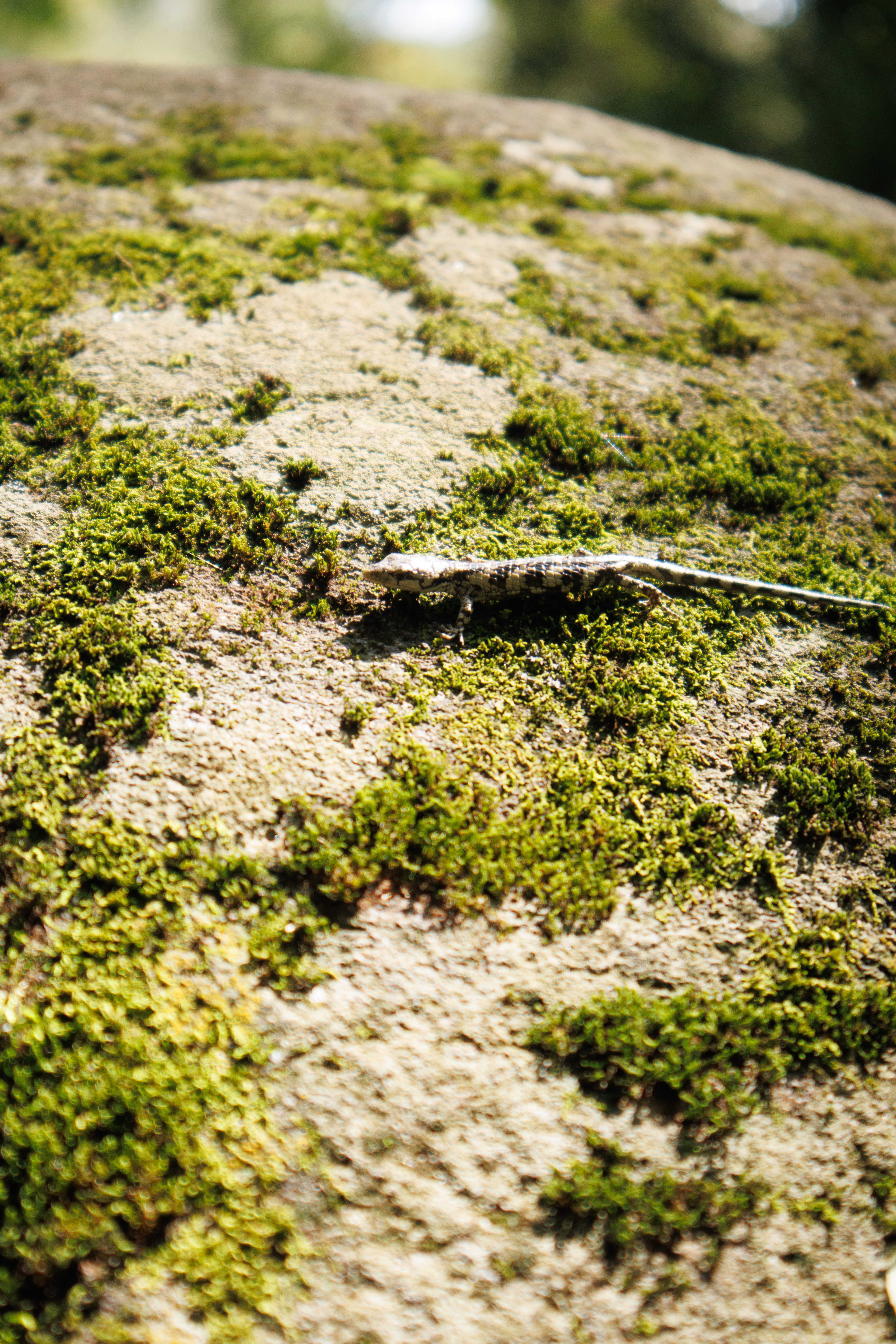 Dragón cito del eje neovolcánico (Abronia deppii)