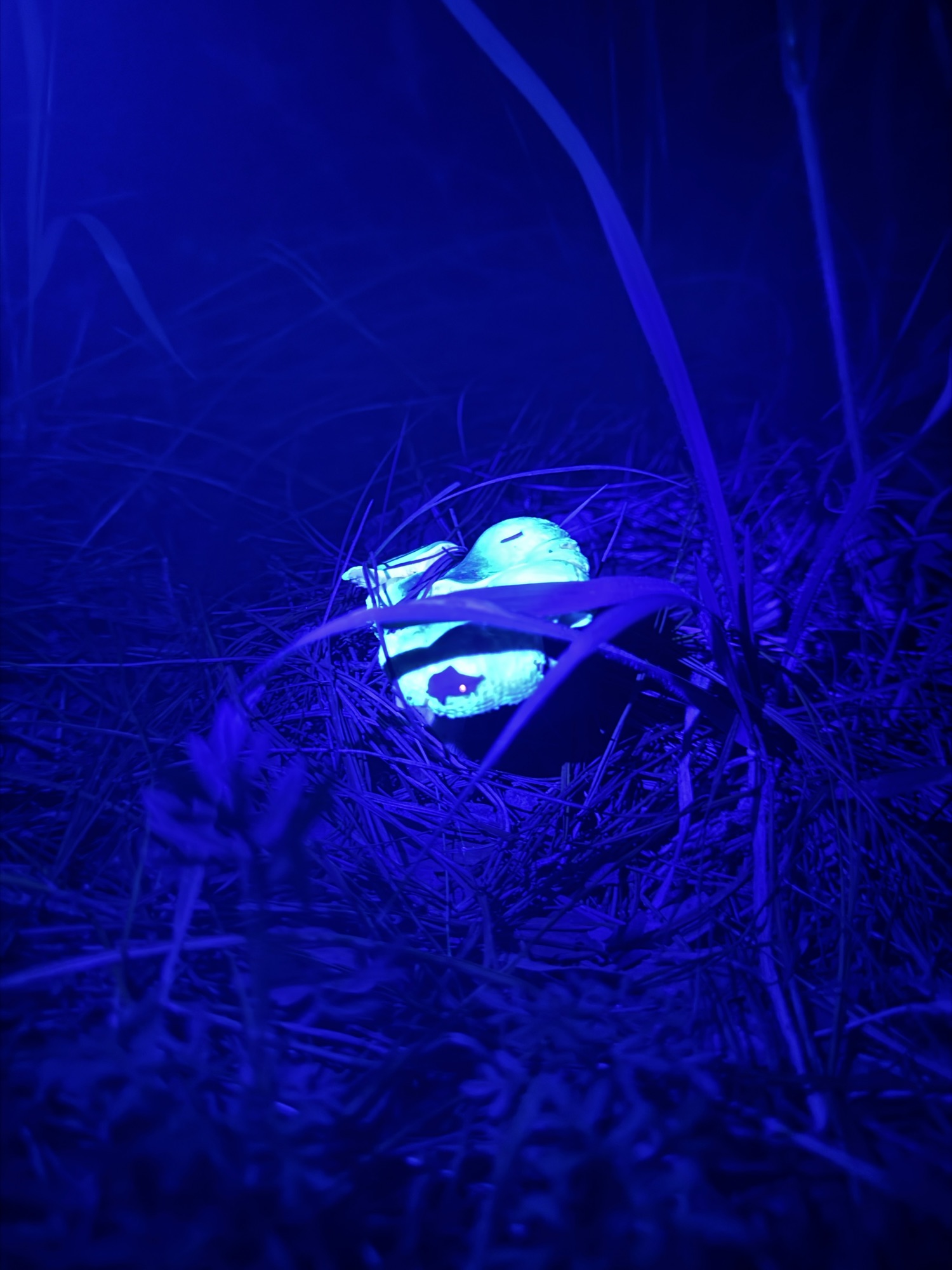 Hongo que brilla con luz UV cerca de Tres cañadas, Hidalgo. 