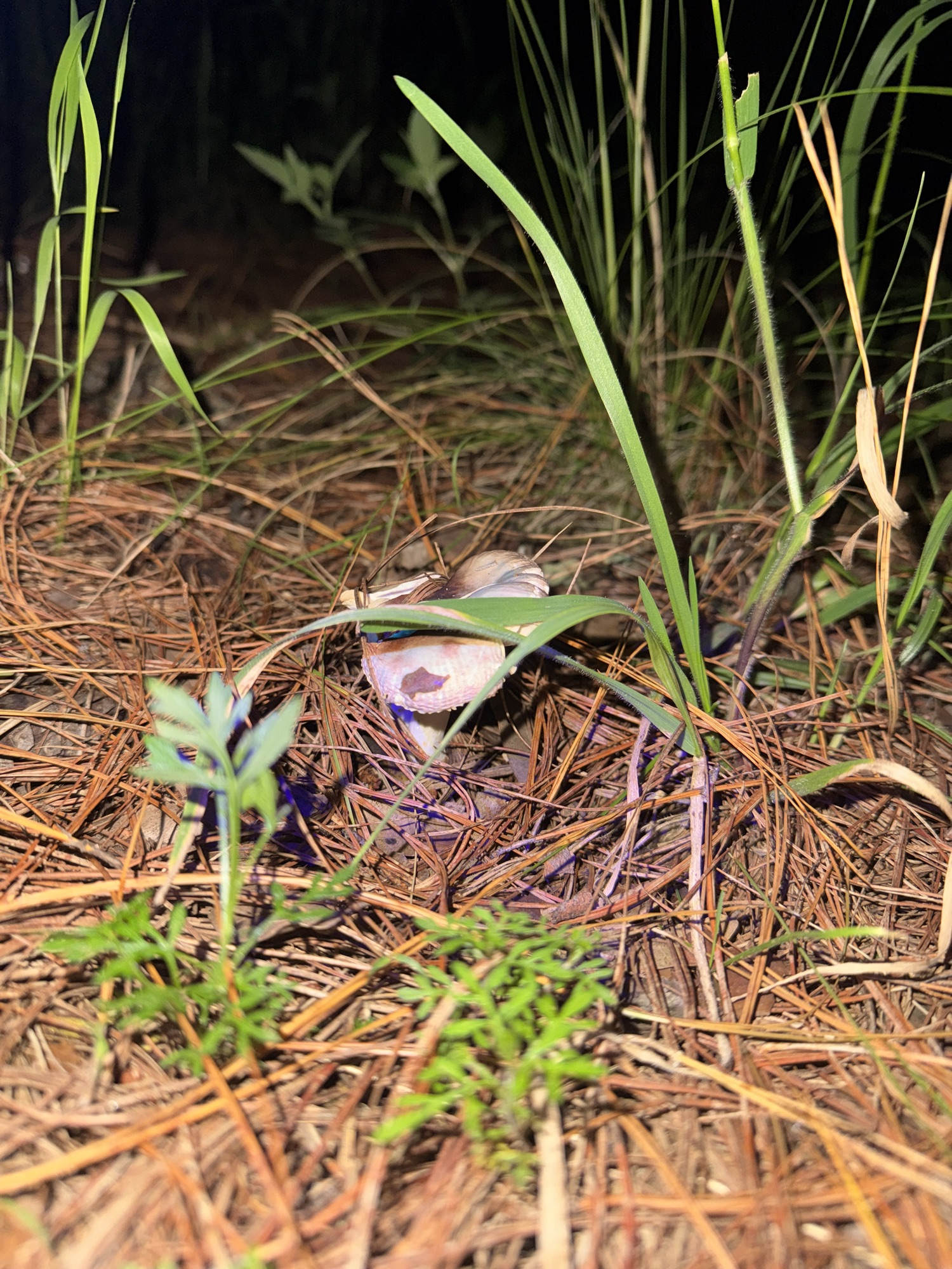 Hongo que brilla bajo luz UV (visto sin luz UV) 