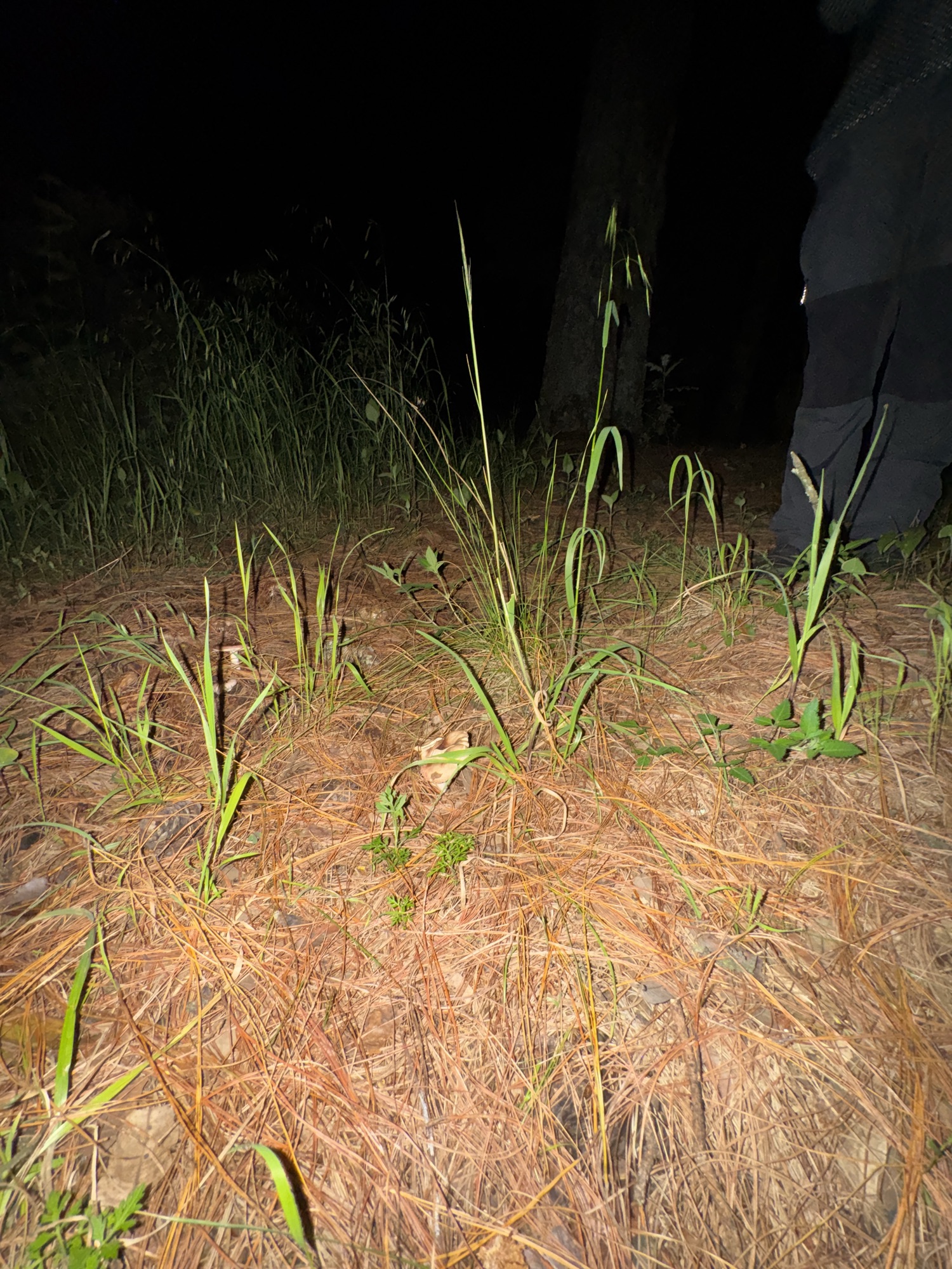 Hongo que brilla bajo luz UV (visto sin luz UV) 