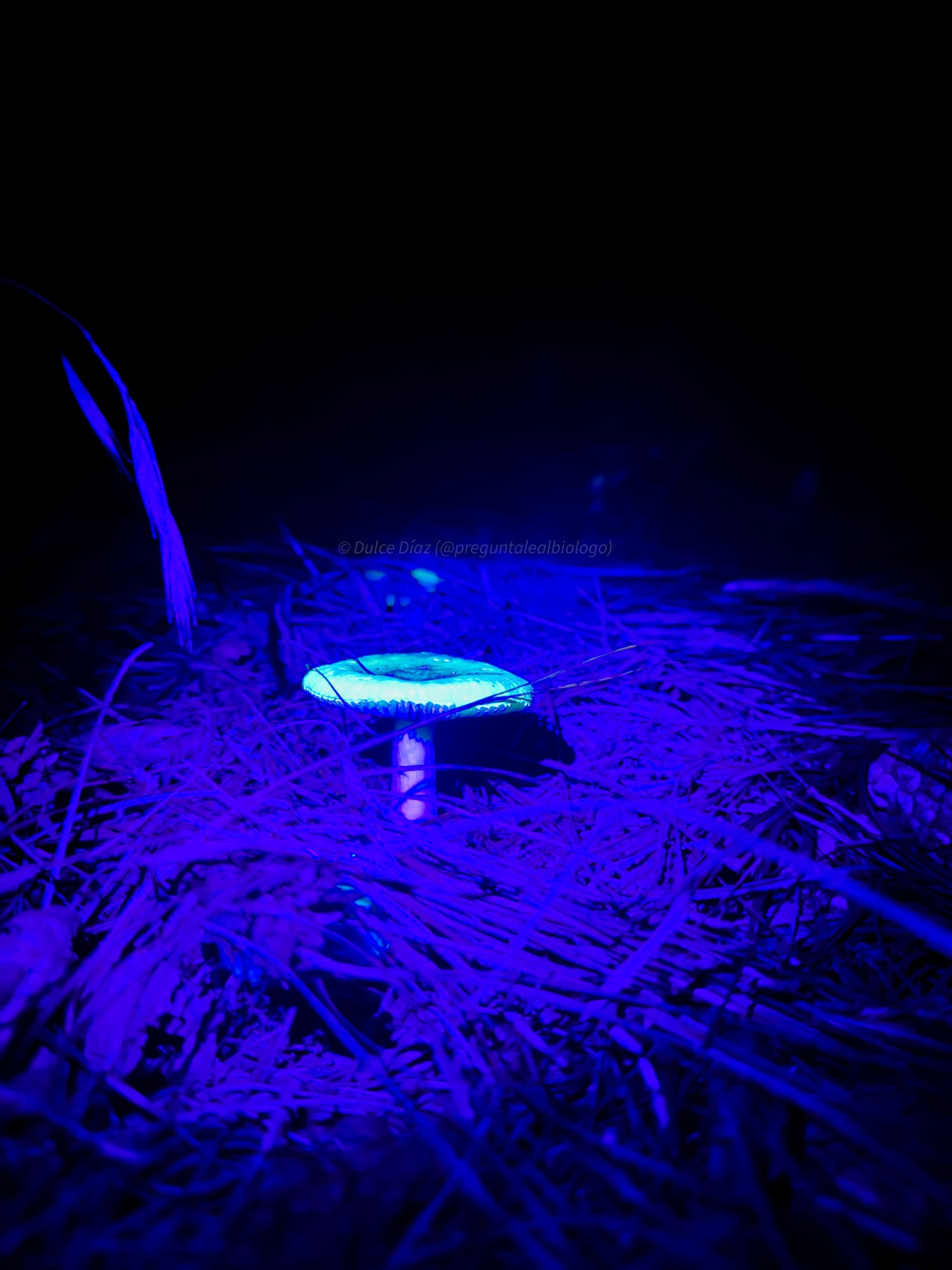 Hongo que brilla con luz UV cerca de Tres cañadas, Hidalgo.