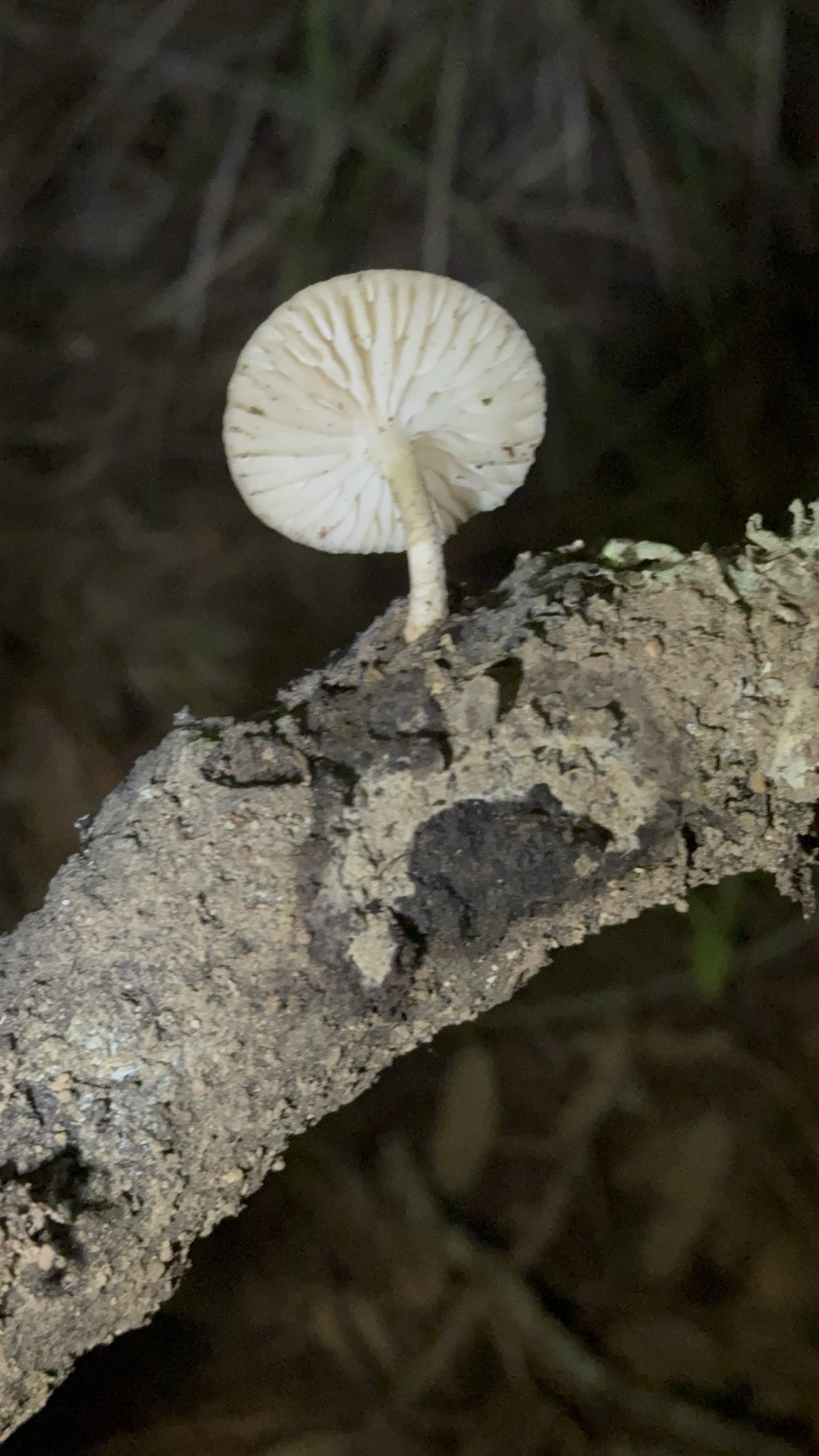 Hongo Mycena sp. bioluminiscente 