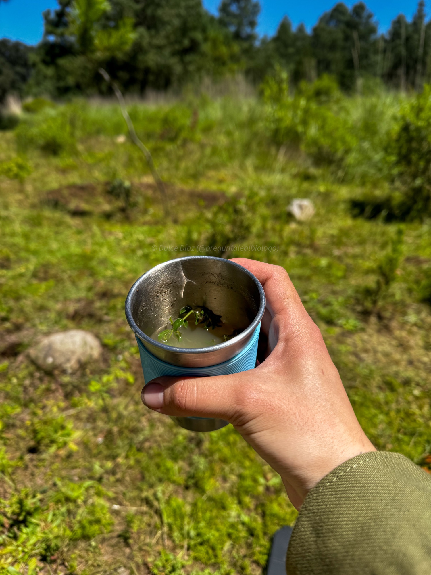 Infusión preparada con hierbas silvestres durante el camping: Expediciones bioculturales Al monte hike