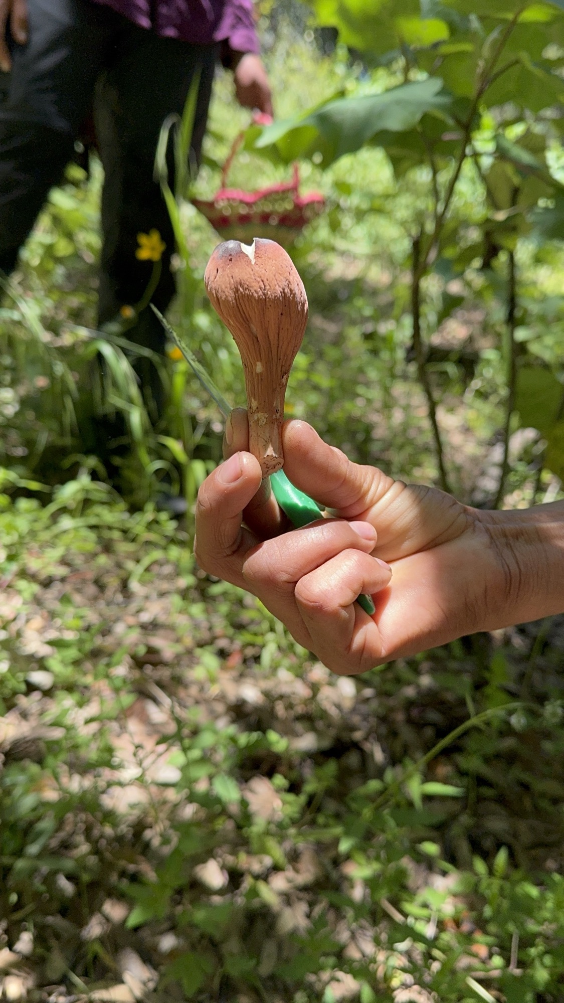 Hongo comestible en los bosques de Hidalgo, México 
