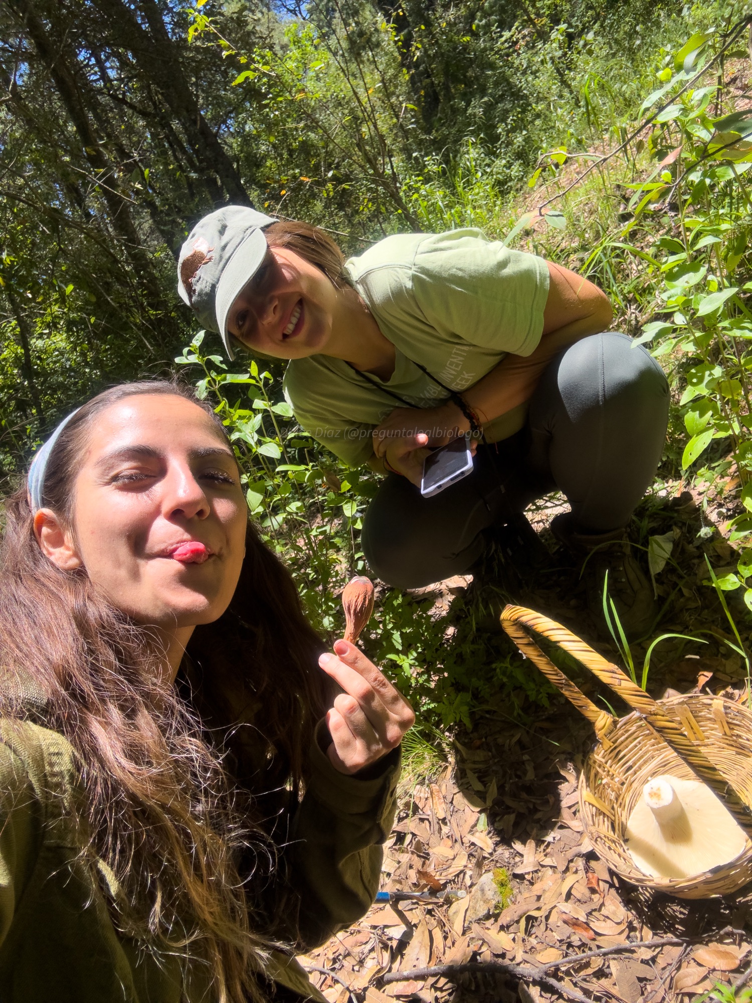 Recolección de setas comestibles en los bosques de Hidalgo. 