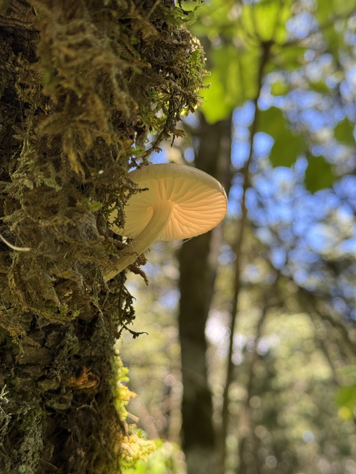 Hongo bioluminiscente visto de día 