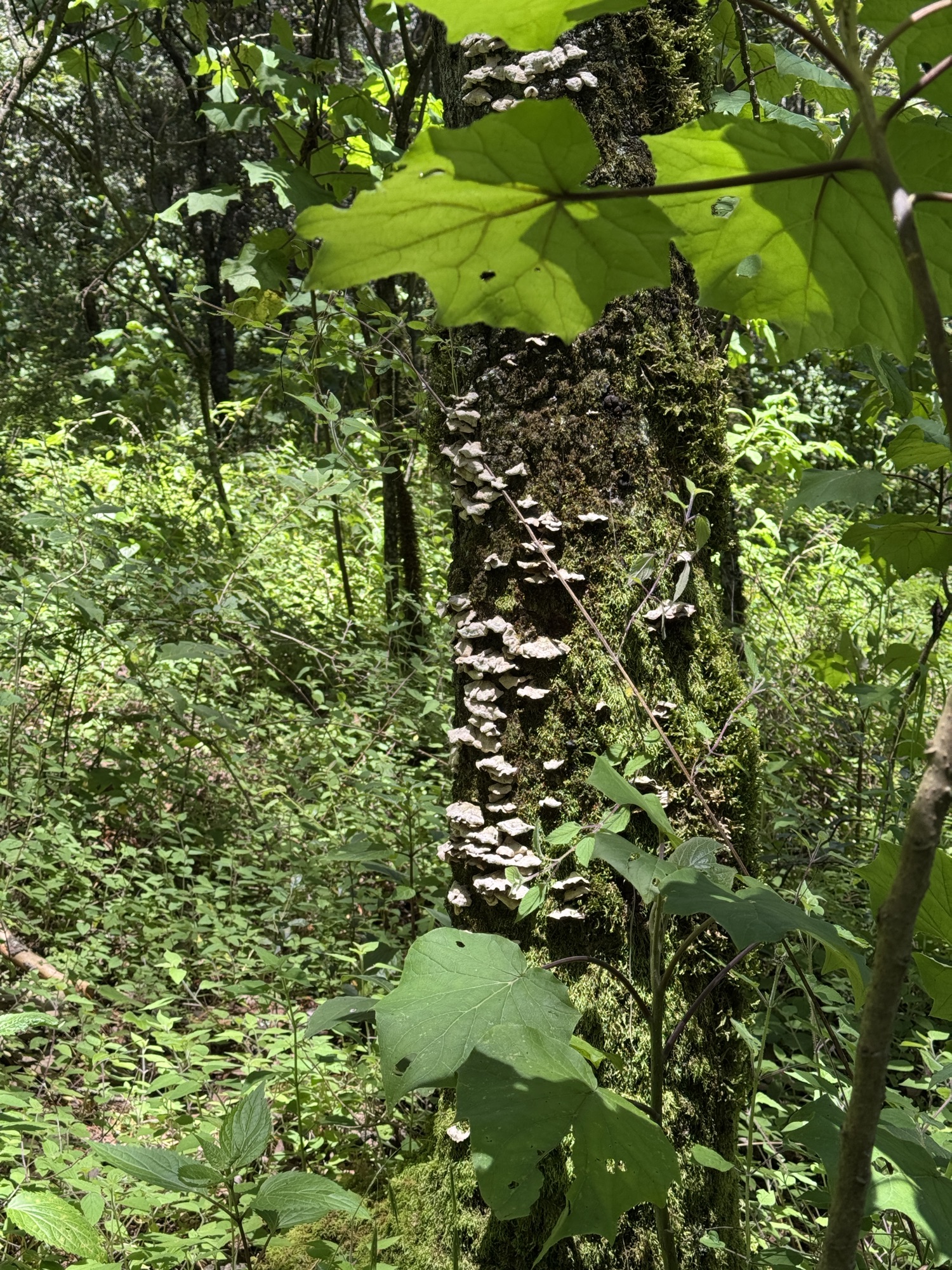 Hongos de tronco en los bosques de Hidalgo, México 
