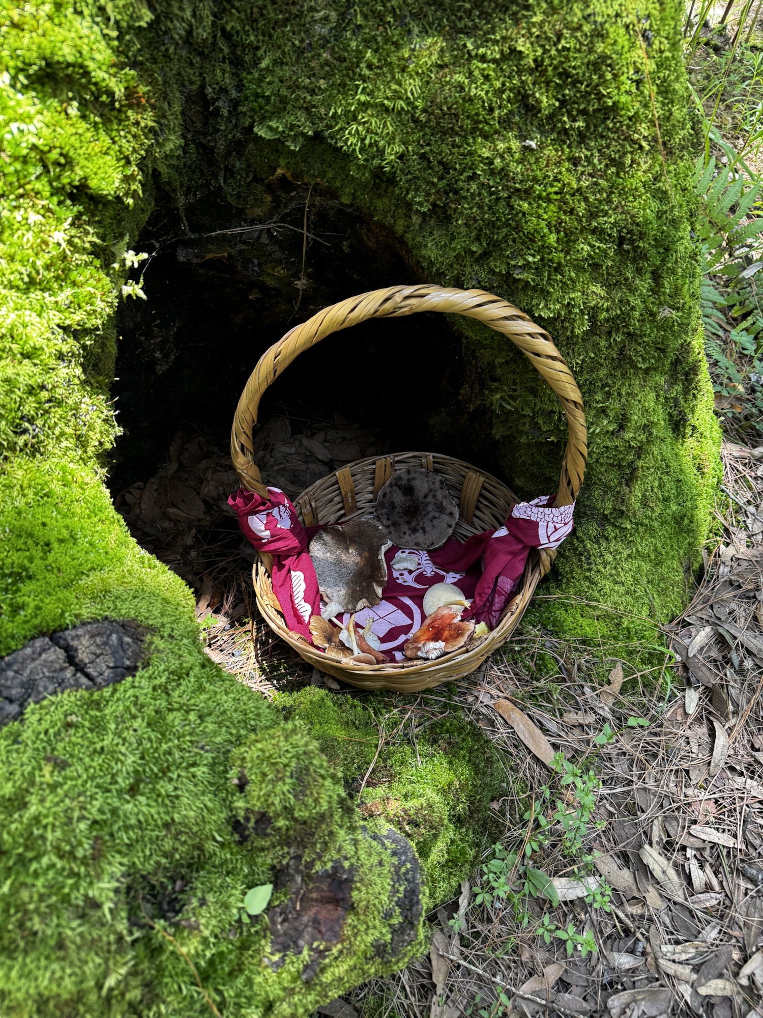 Empezando nuestra colecta de hongos así se veían nuestras canastas.