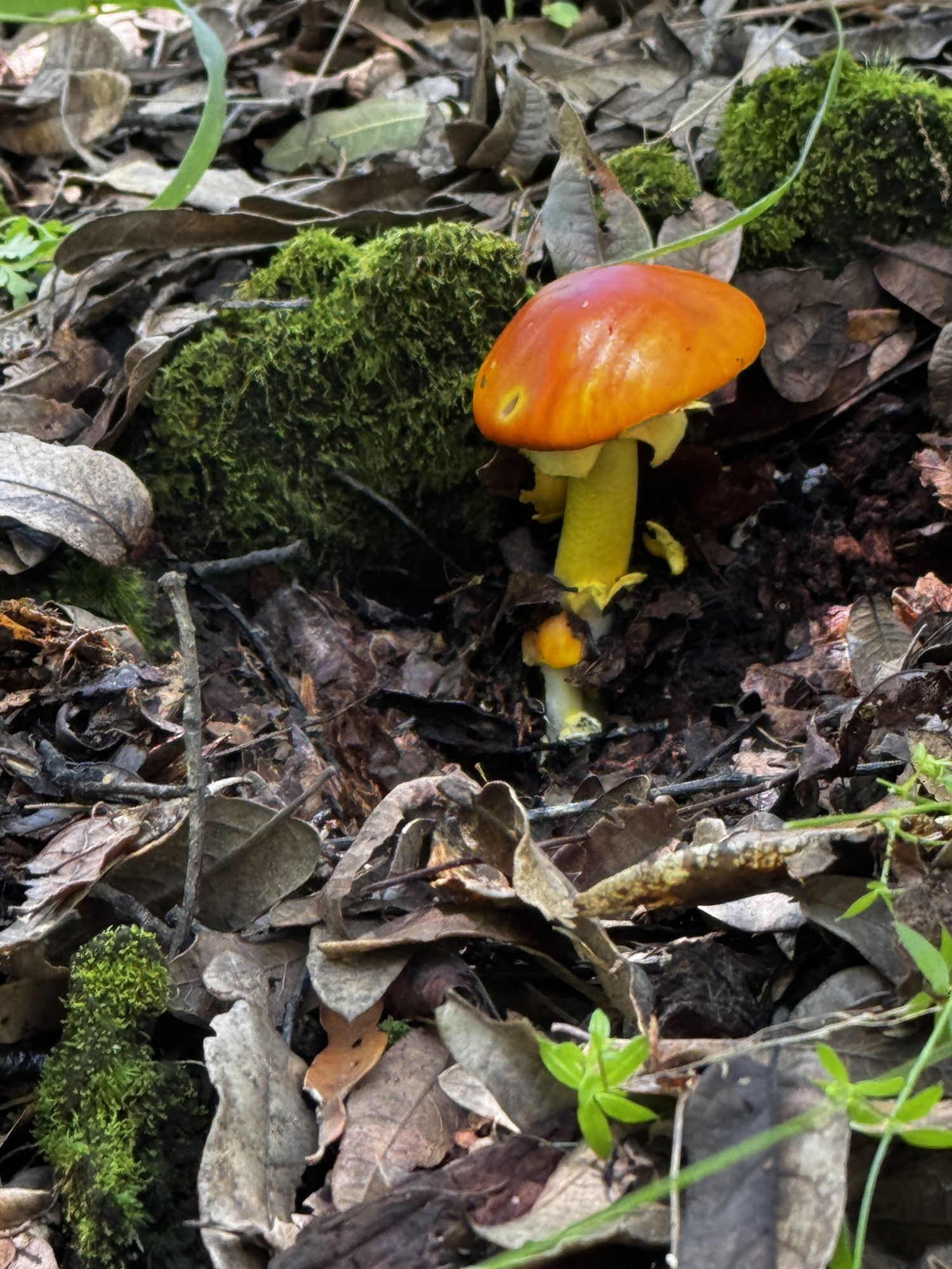 Hongo no comestible en Hidalgo México 
